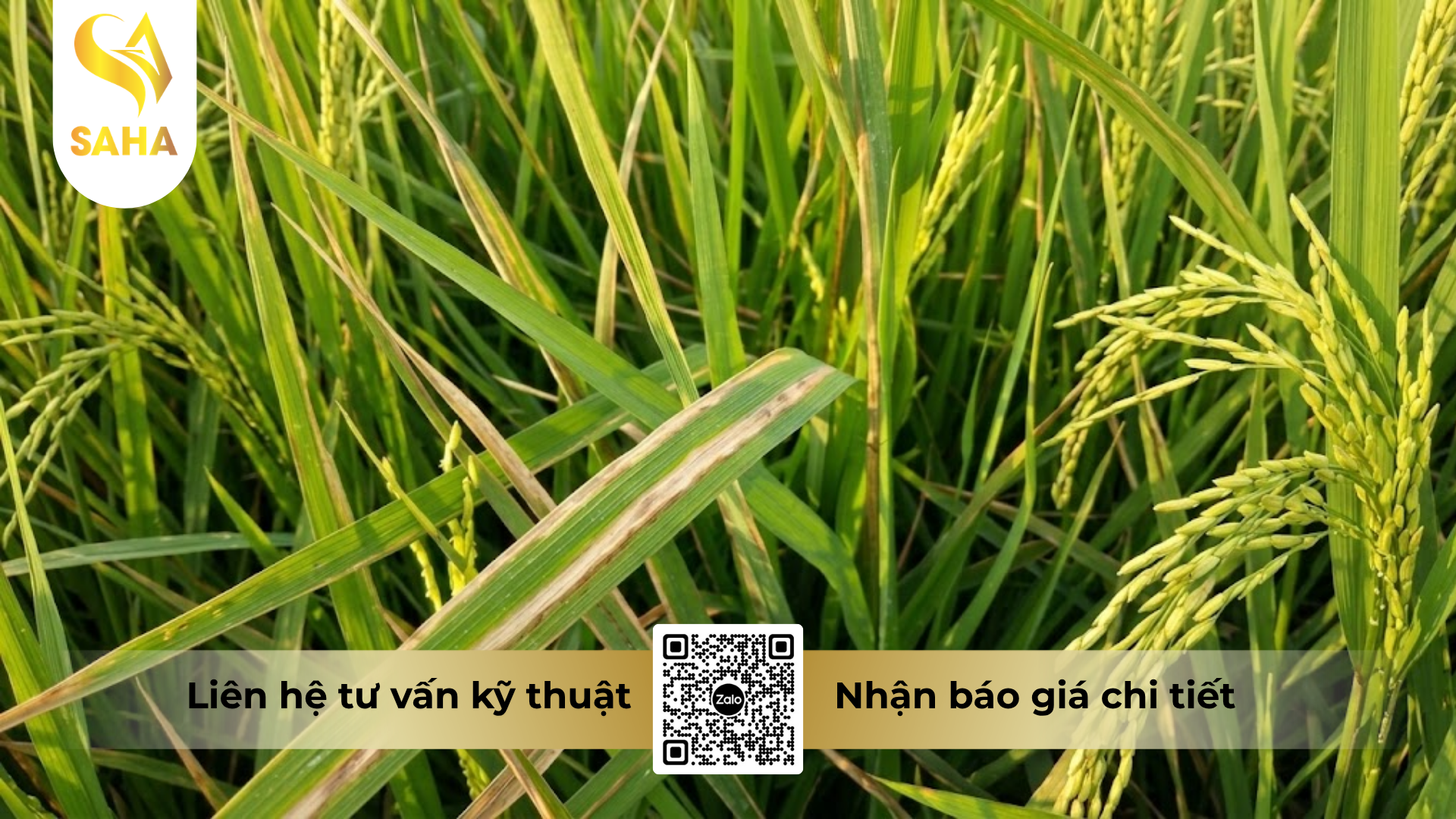 cong-dung-cua-thuoc-tru-benh-asusu-20wp-sankuzo-200.png