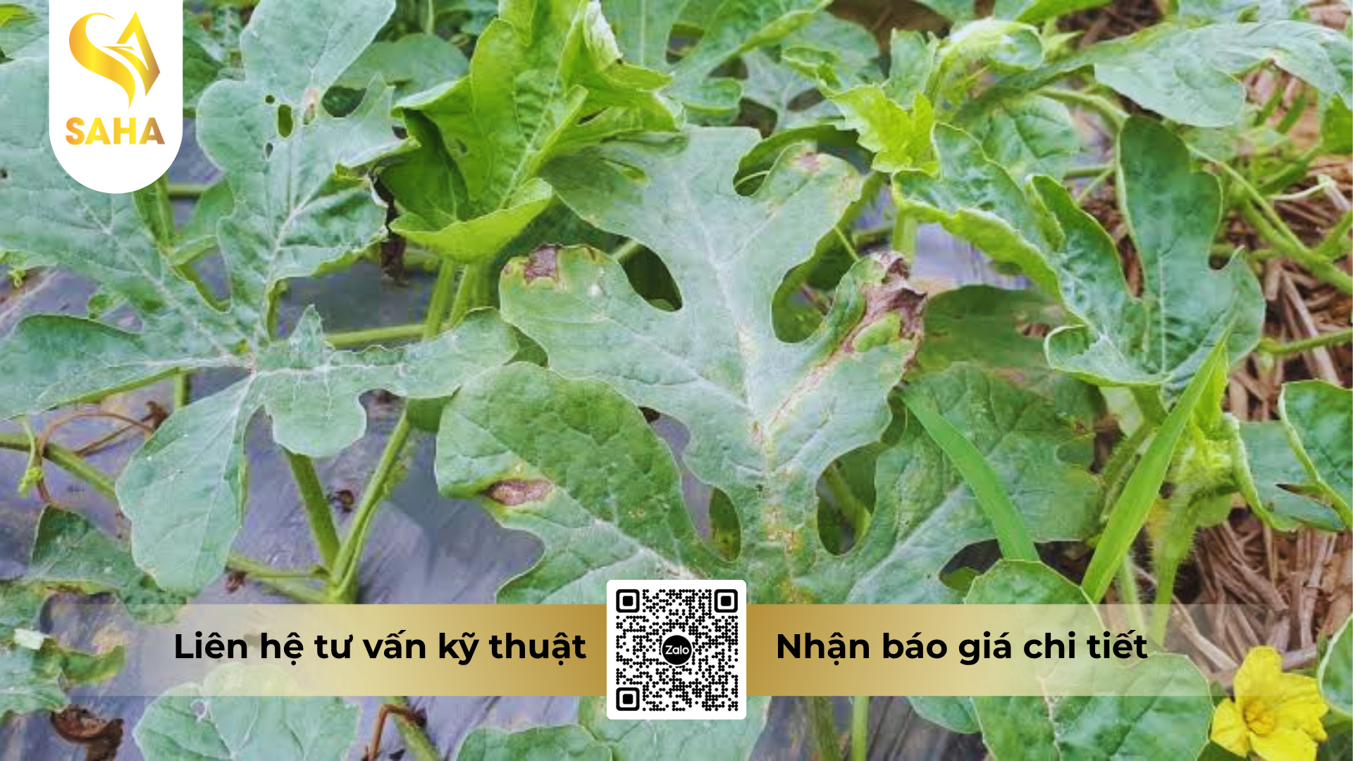 cong-dung-cua-thuoc-tru-benh-avatop-60wg-hieu-havatop-600wg.png