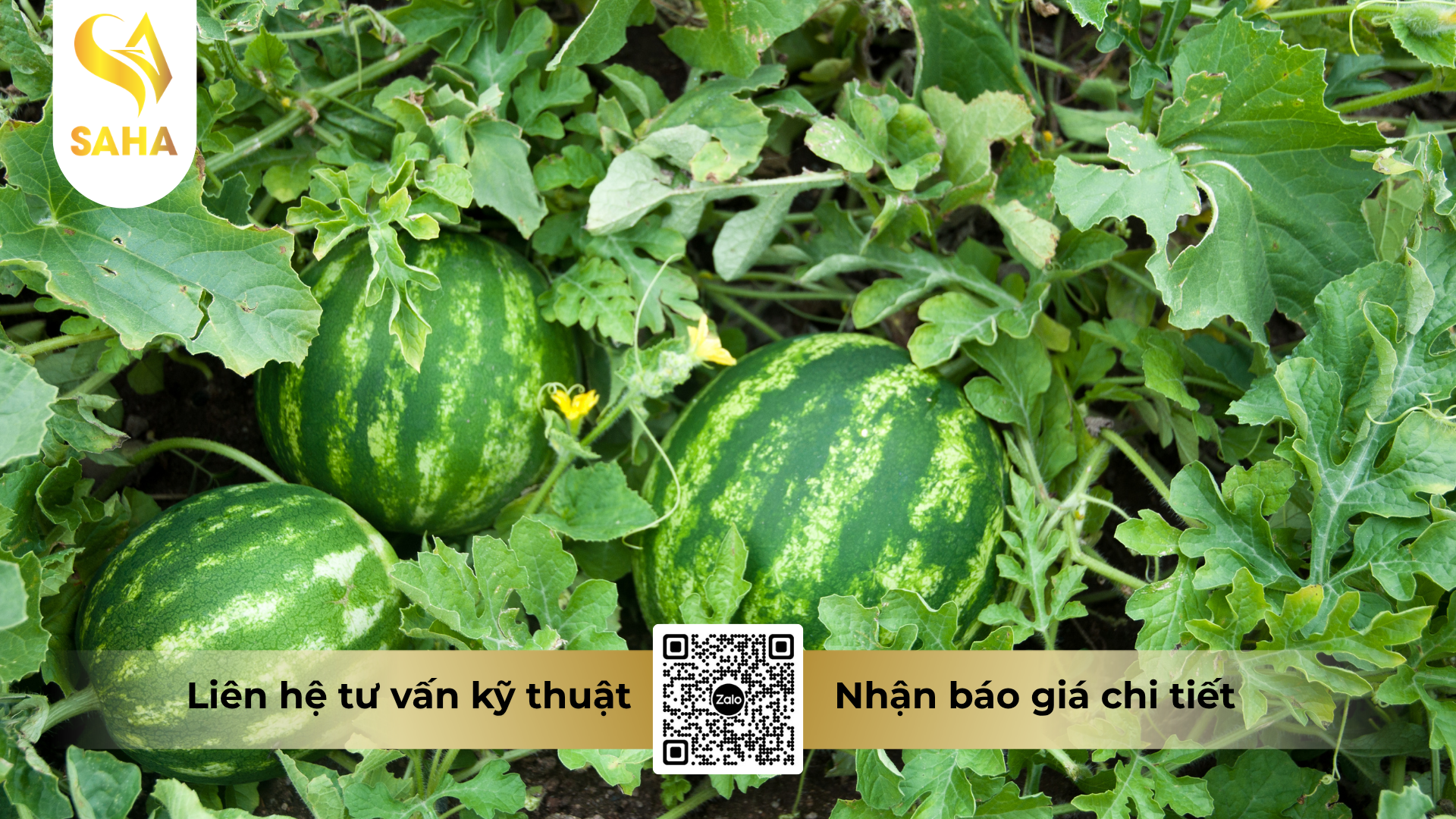 cau-hoi-thuong-gap-ve-thuoc-tru-benh-avatop-60wg-hieu-havatop-600wg.png
