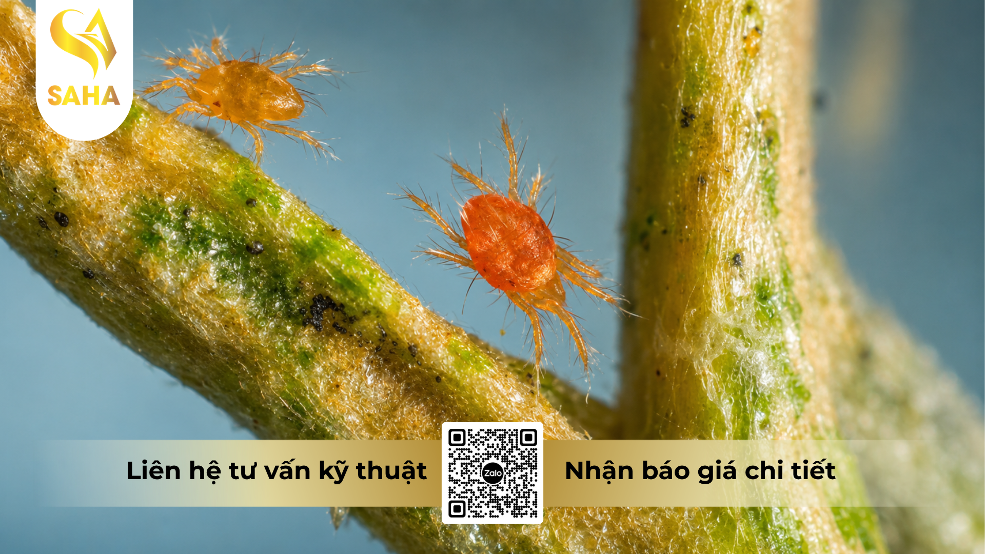 cong-dung-cua-thuoc-tru-sau-bacca-80wg-hieu-sansulfur-india-800-1kg.png