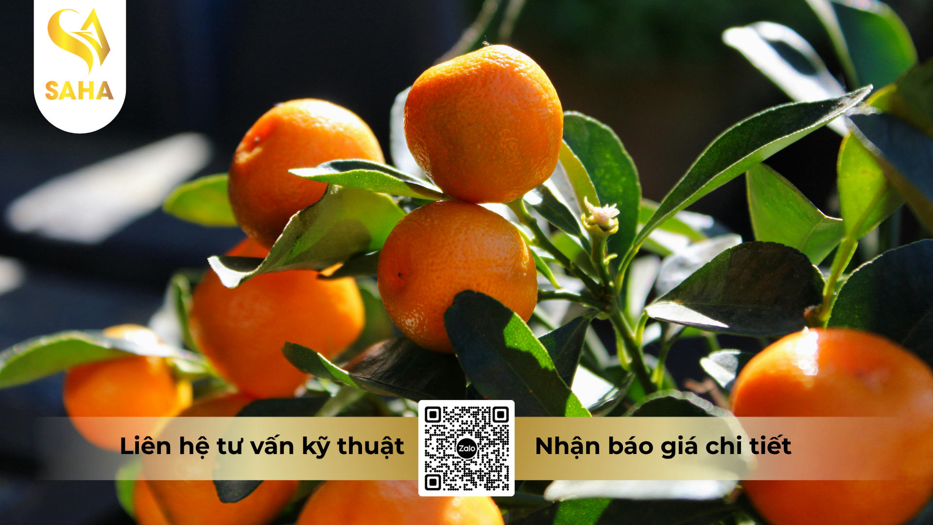 cau-hoi-thuong-gap-ve-thuoc-tru-sau-bacca-80wg-hieu-sansulfur-india-800-1kg.png