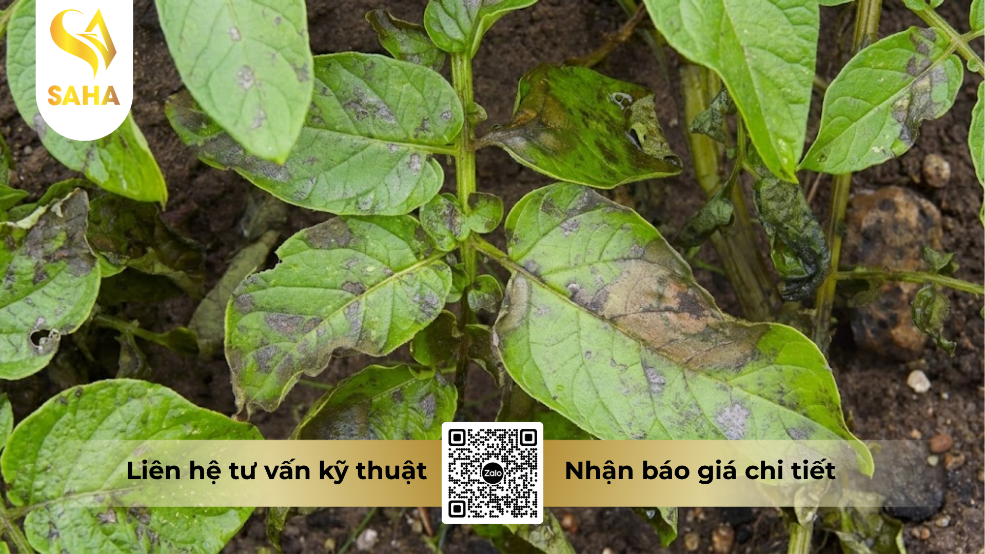 cong-dung-cua-thuoc-tru-benh-copforce-blue-51wp-hieu-coperzin-51.png