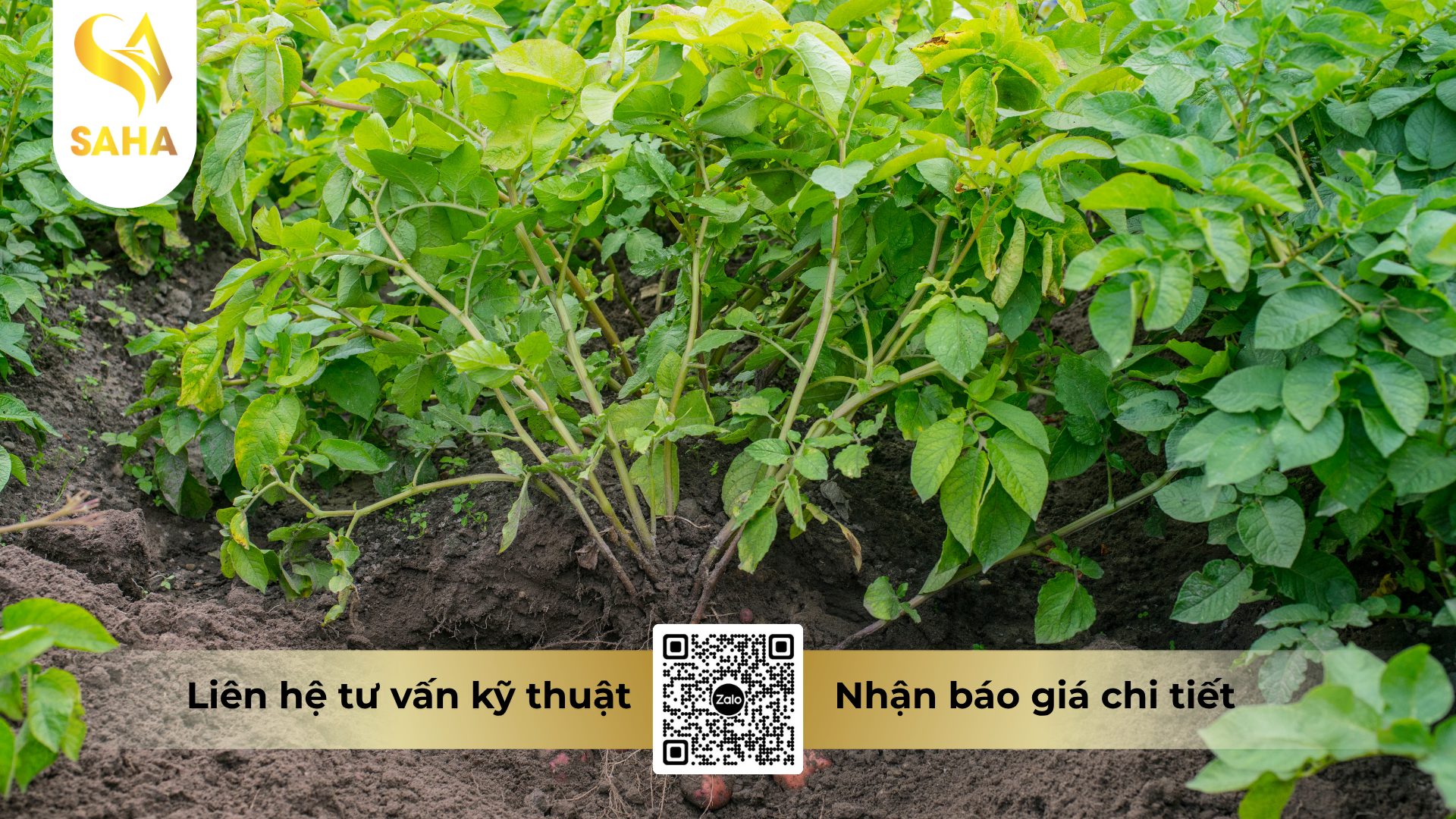 cau-hoi-thuong-gap-ve-thuoc-tru-benh-copforce-blue-51wp-hieu-coperzin-51.png