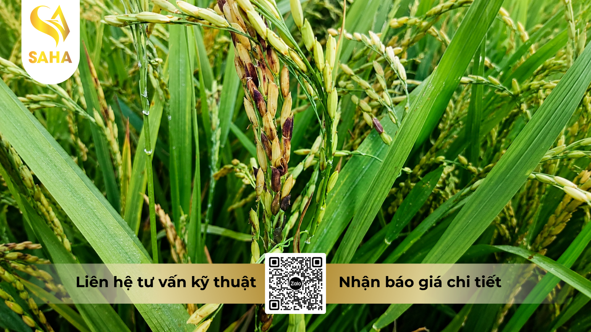 cong-dung-cua-thuoc-tru-benh-cyat-525wg-hieu-harivo-gold-750.png