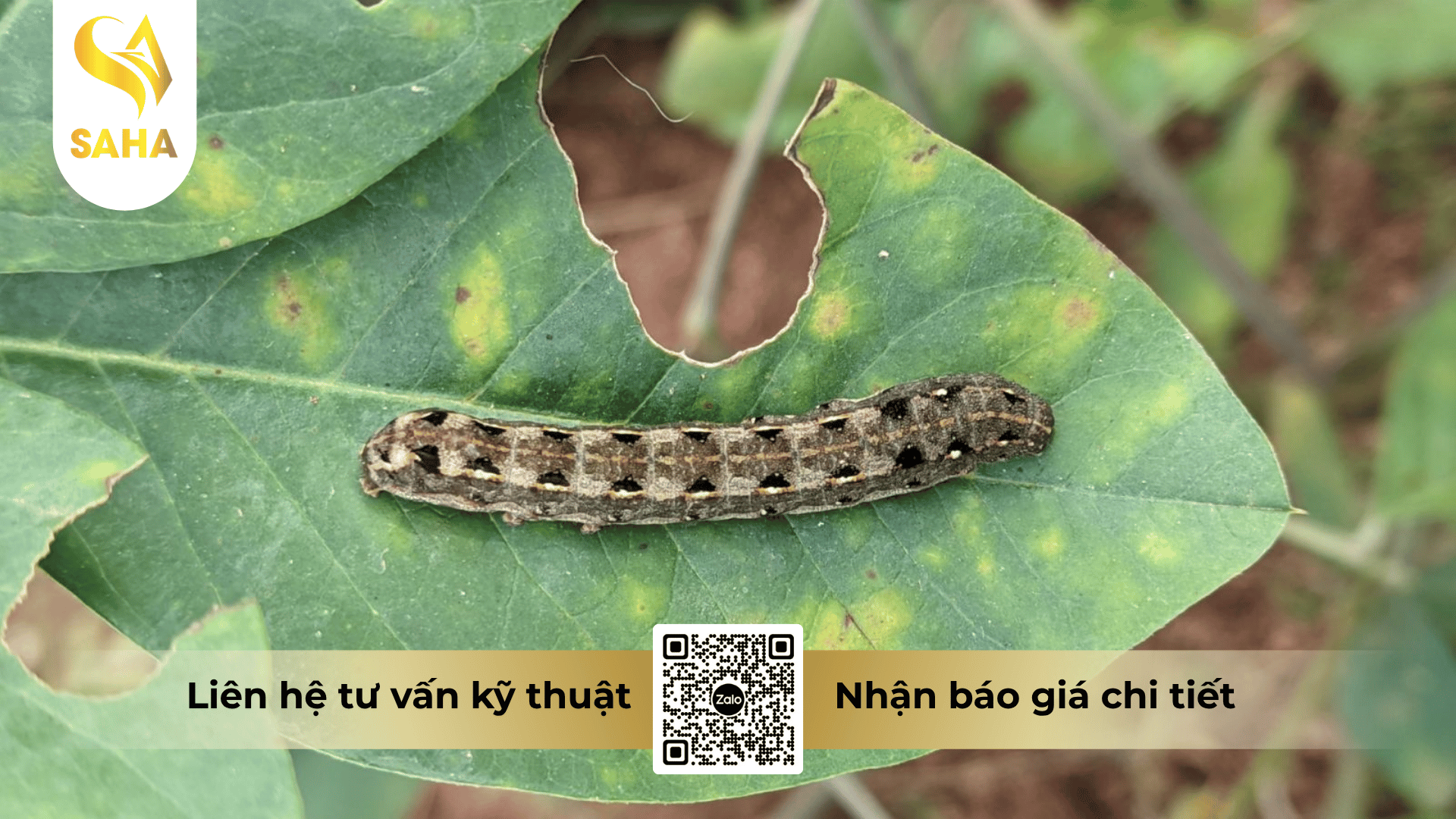 cong-dung-thuoc-tru-sau-anb52-super-100ec.png