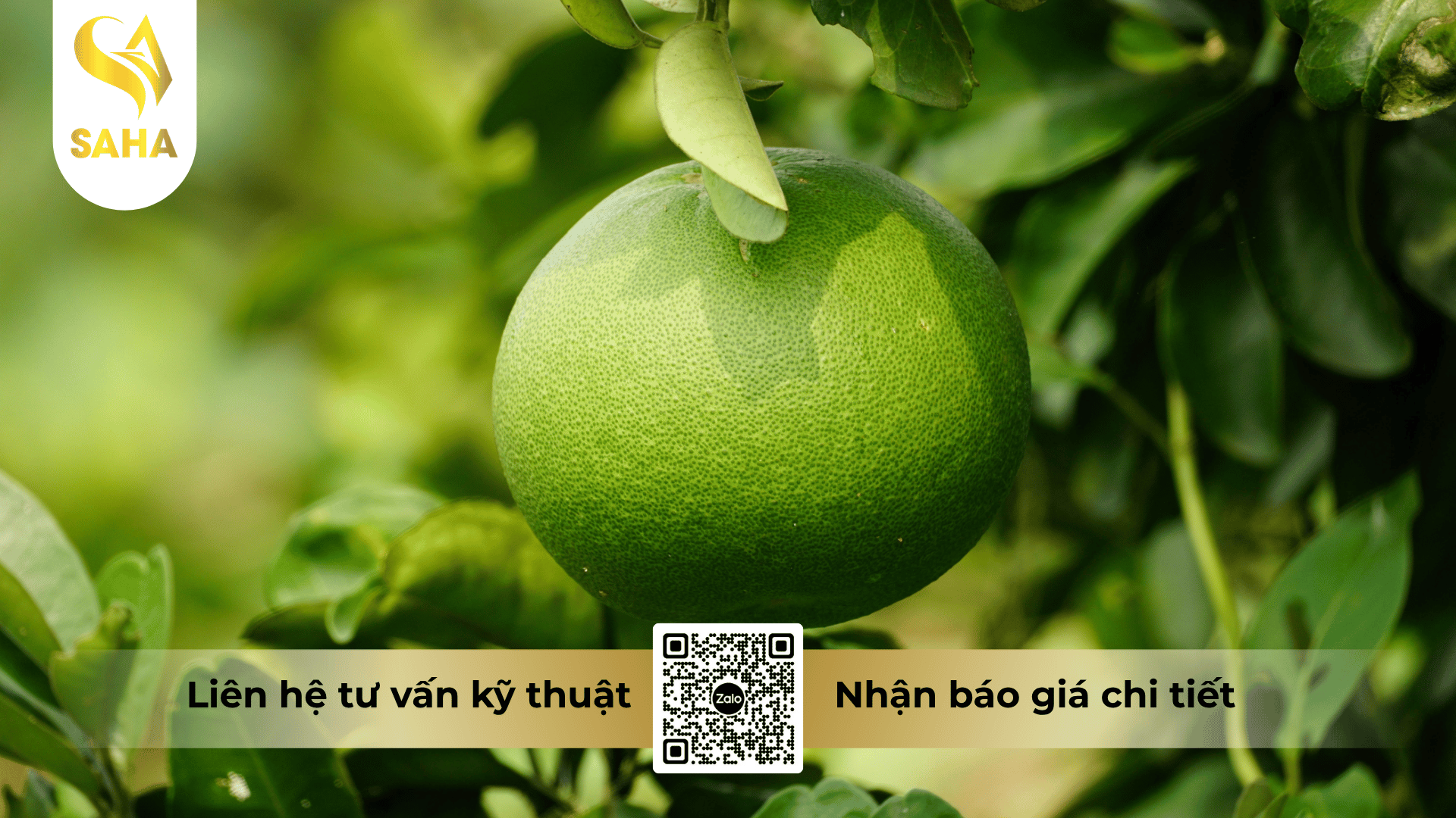 cong-dung-phan-bon-la-sam-green-6-30-30-te-hieu-6-30-30-mg-zn-te.png