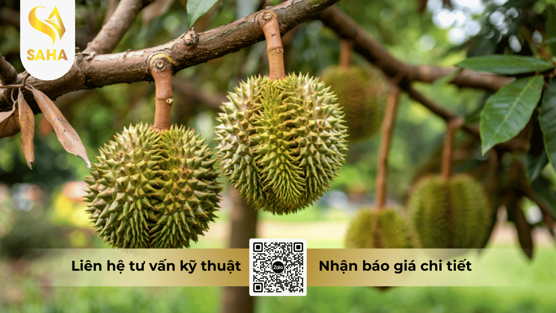 cong-dung-phan-bon-la-sam-blue-30-10-10-3mgo-te-hieu-30-10-10-3mgo-te.png