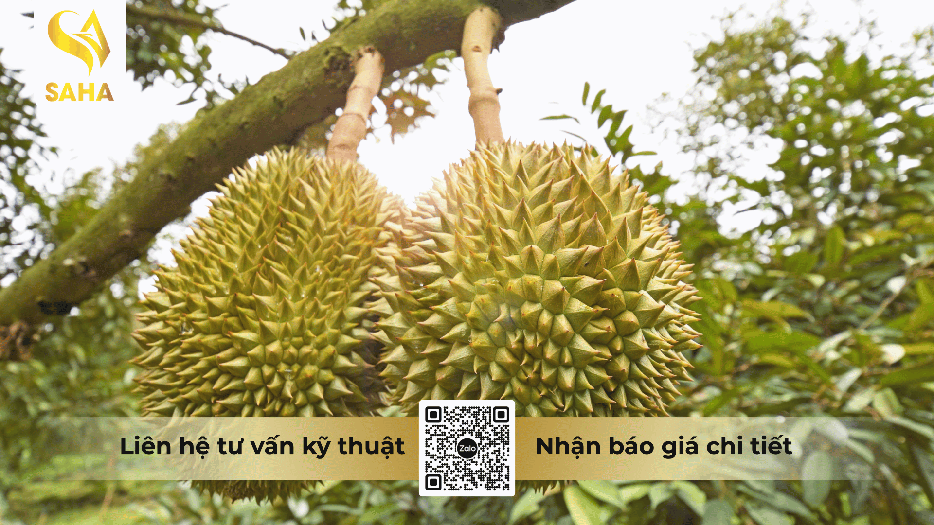 cong-dung-phan-bon-la-sam-kbo-kalibo-hieu-kalibo-mg-te.png