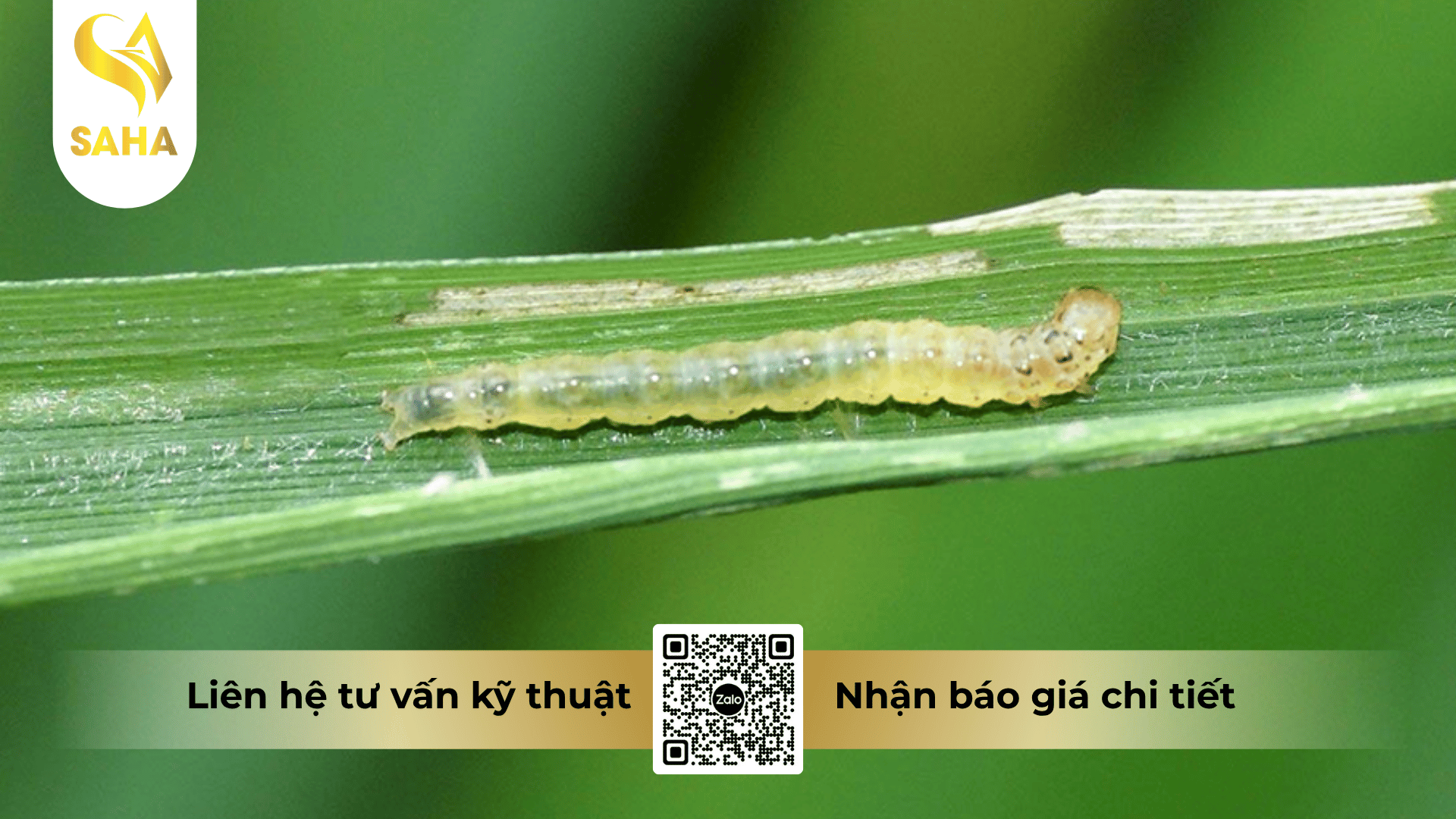 cau-hoi-thuong-gap.png