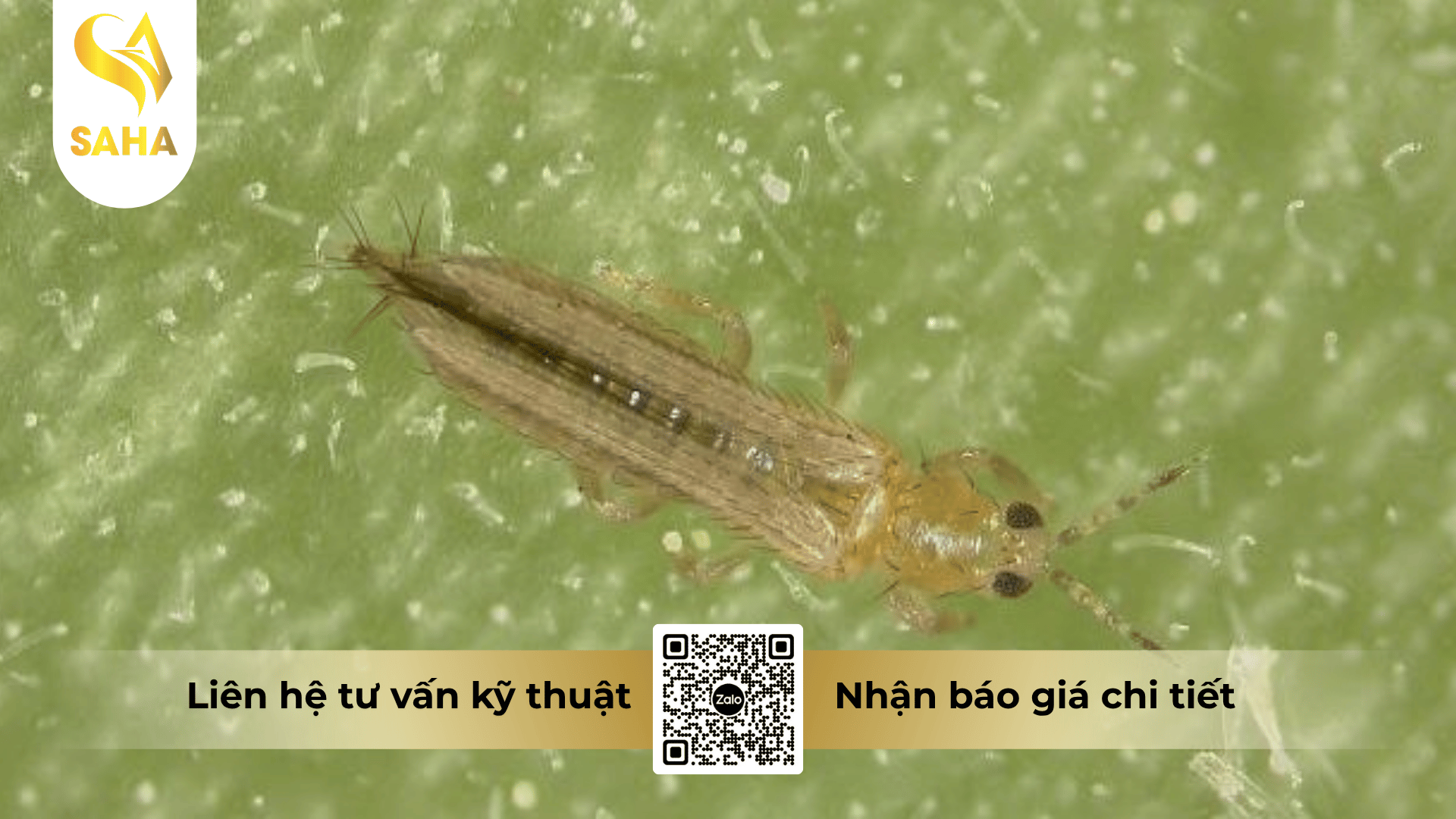 cau-hoi-thuong-gap.png