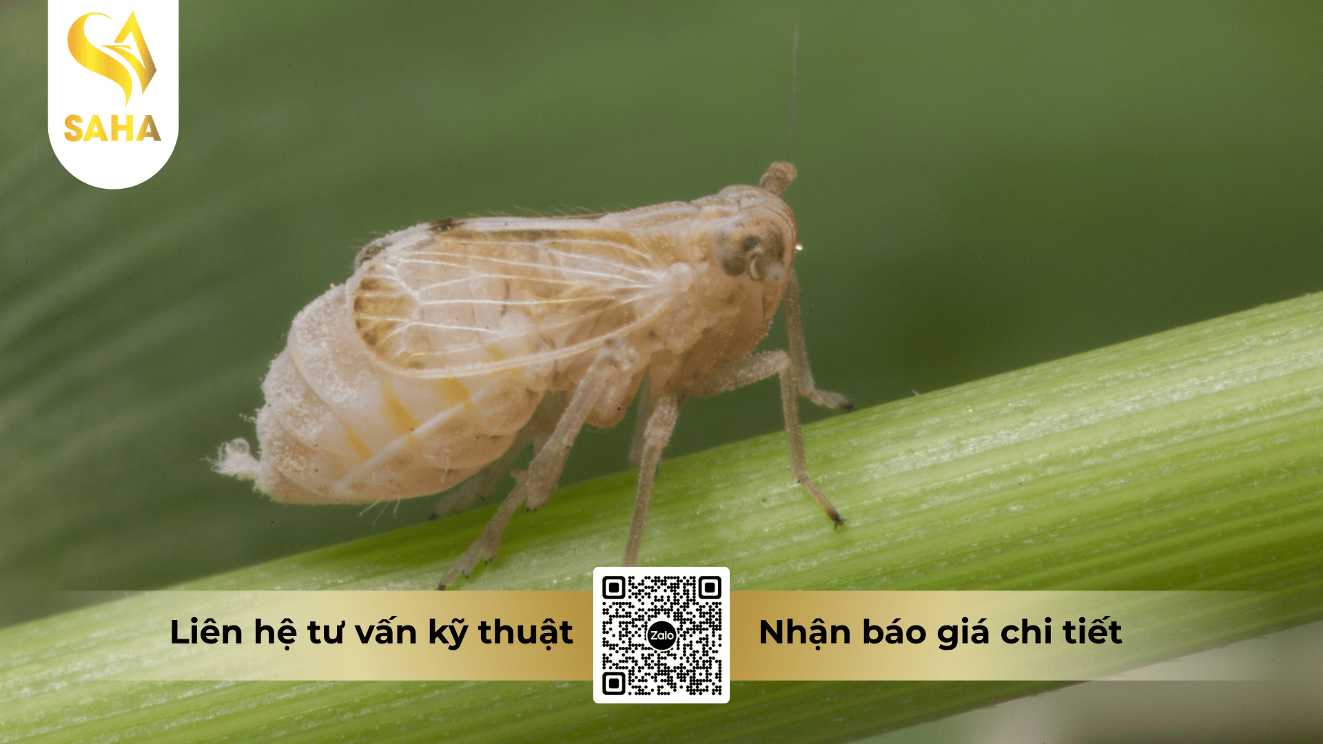 cau-hoi-thuong-gap.png
