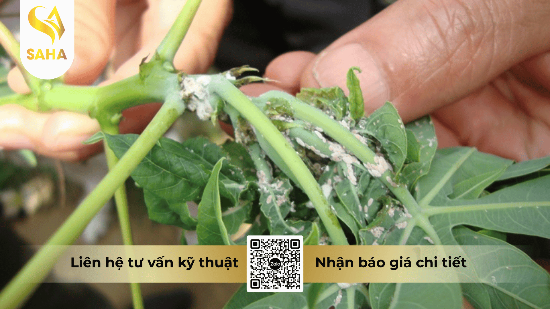 cong-dung-thuoc-tru-sau-samida-70wg-hieu-xarey-700.png