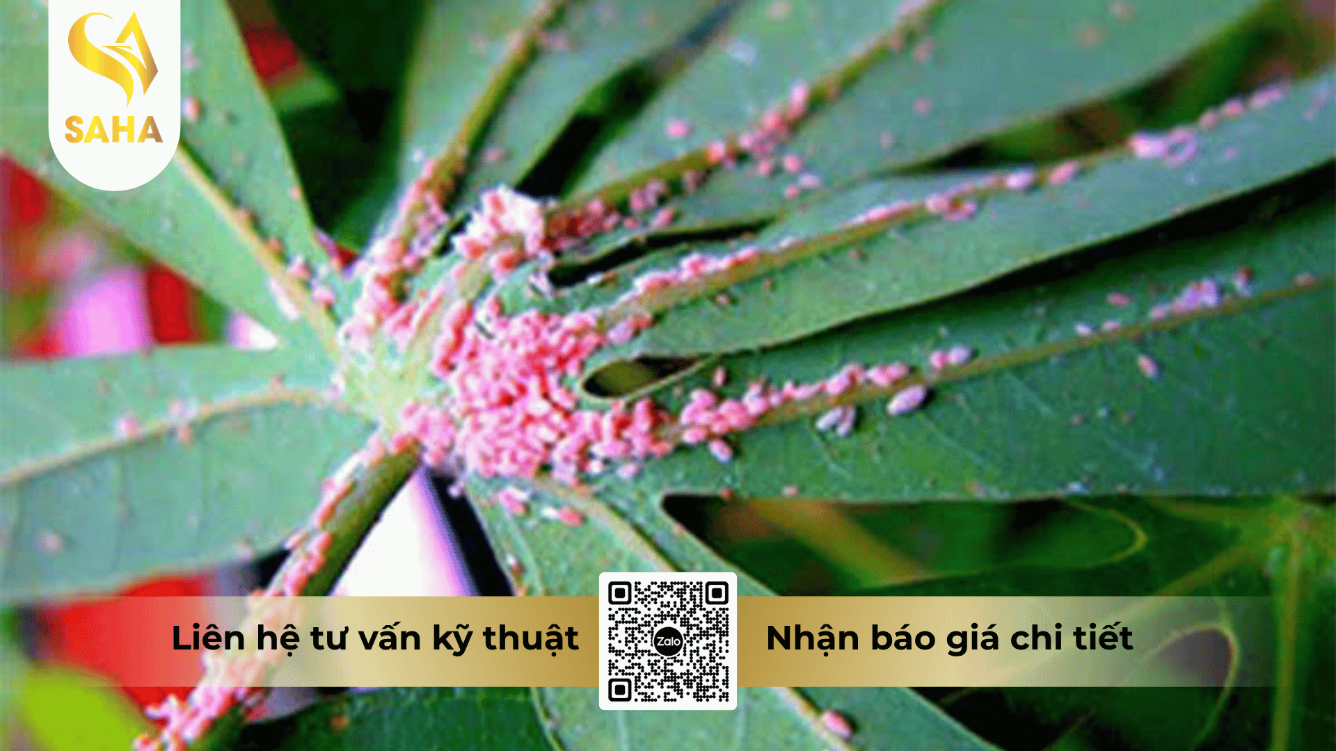 cau-hoi-thuong-gap.png