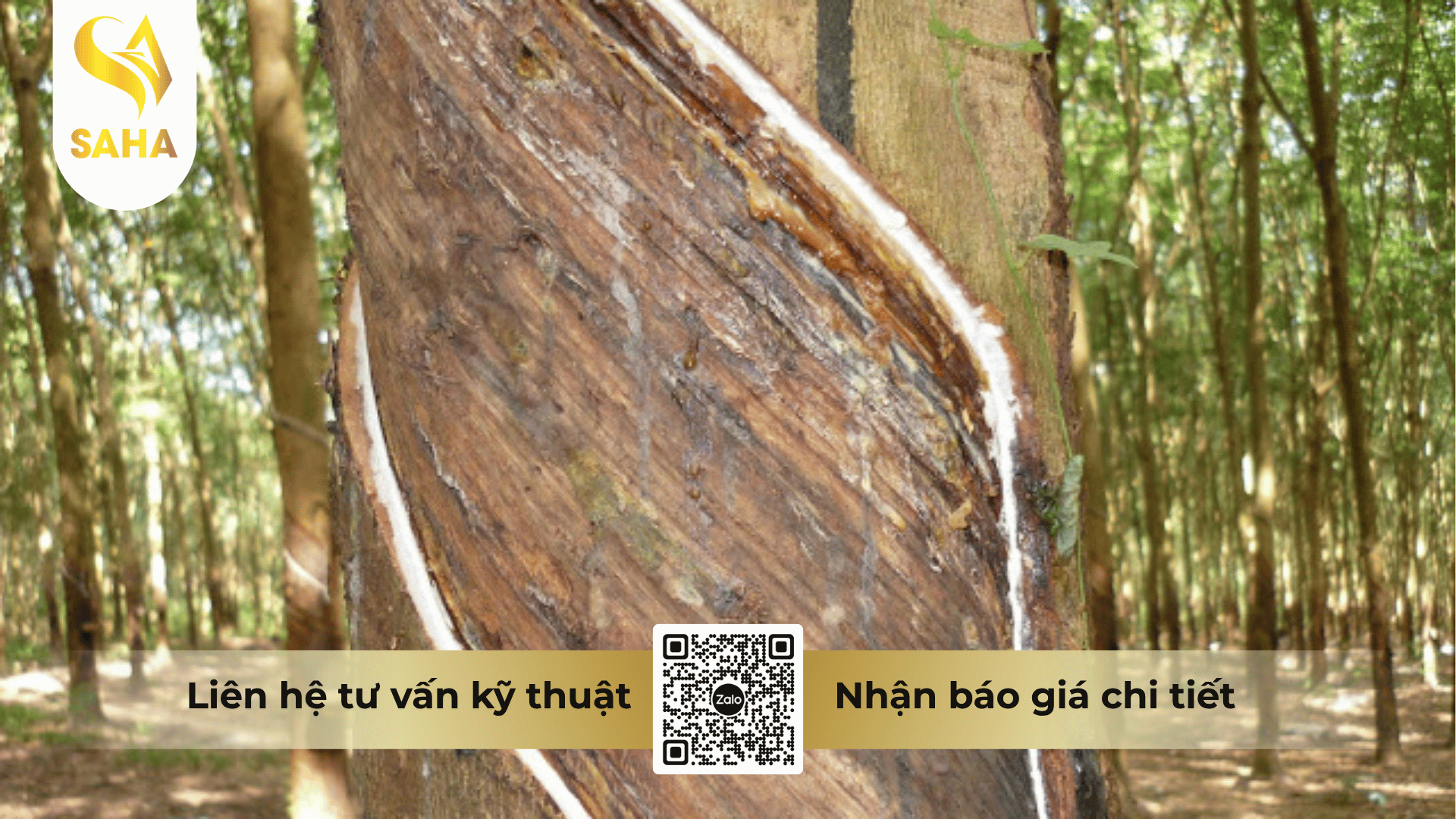 cong-dung-thuoc-tru-benh-fortazeb-72wp-hieu-ha-ha-bul-72.png