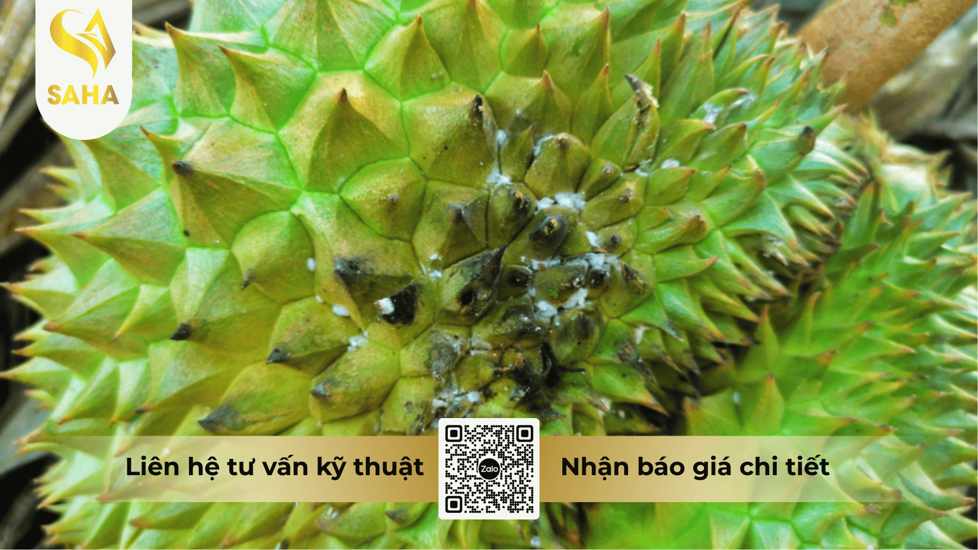 thong-tin-chung-thuoc-tru-sau-anfaza-250wg.png