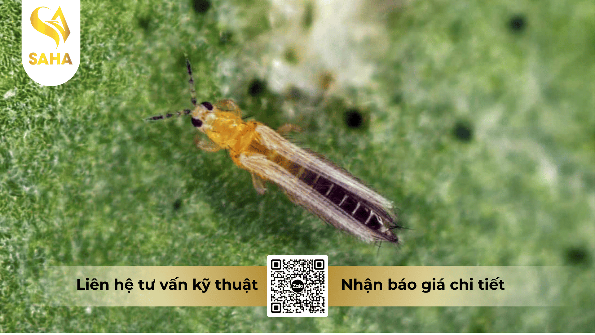 cong-dung-thuoc-tru-sau-anfaza-250wg.png
