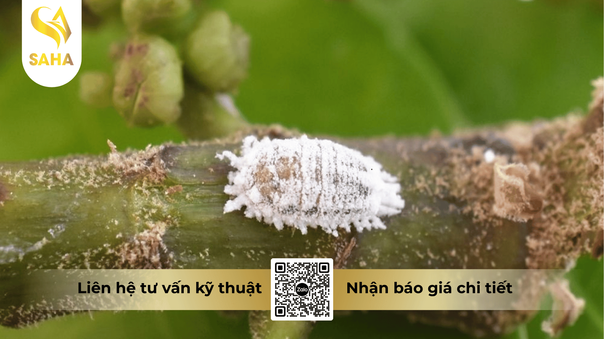 cong-dung-thuoc-tru-sau-anfaza-250wg.png