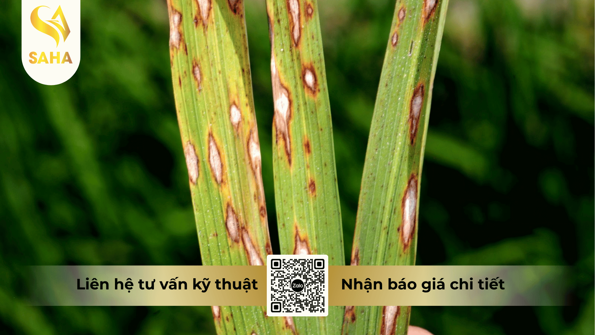thong-tin-chung-thuoc-tru-benh-fuan-40ec.png