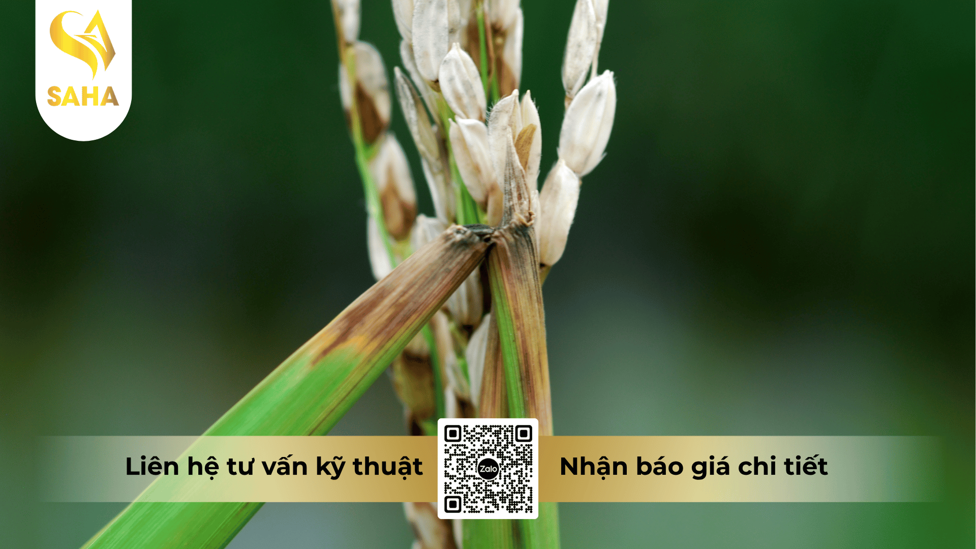 cong-dung-thuoc-tru-benh-anfuan-40wp.png