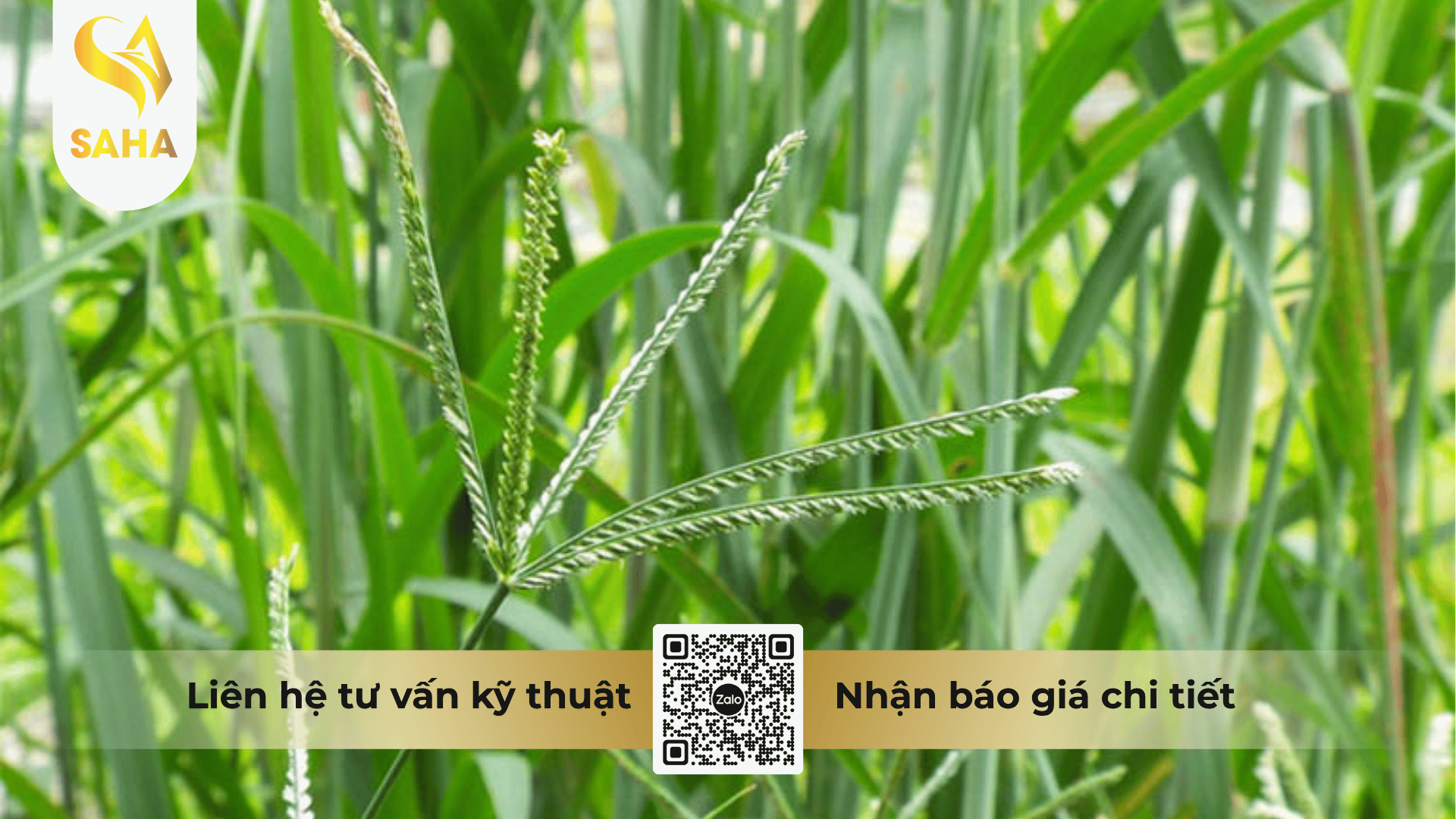cong-dung-thuoc-tru-co-ang-sachco-100ec.png