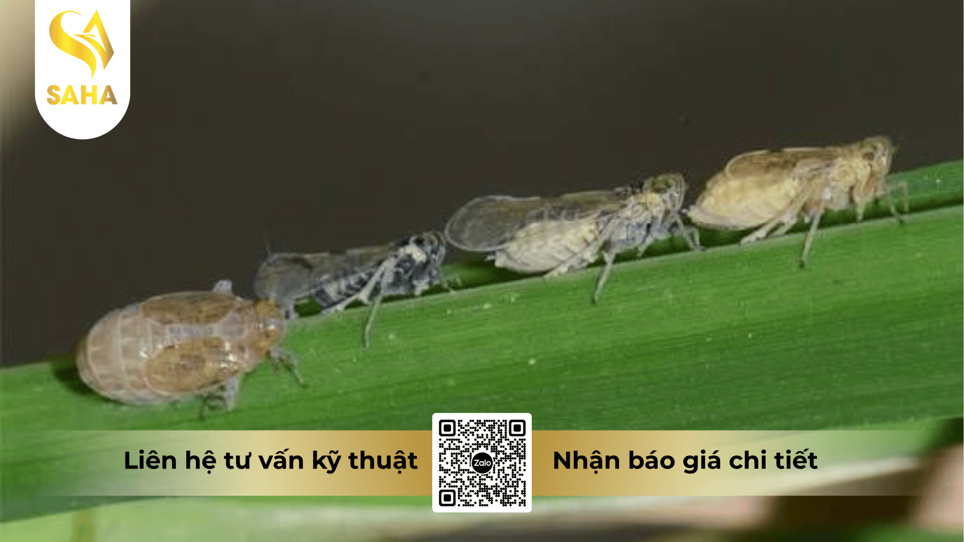 cong-dung-thuoc-tru-sau-ang-sachray-700wp.png