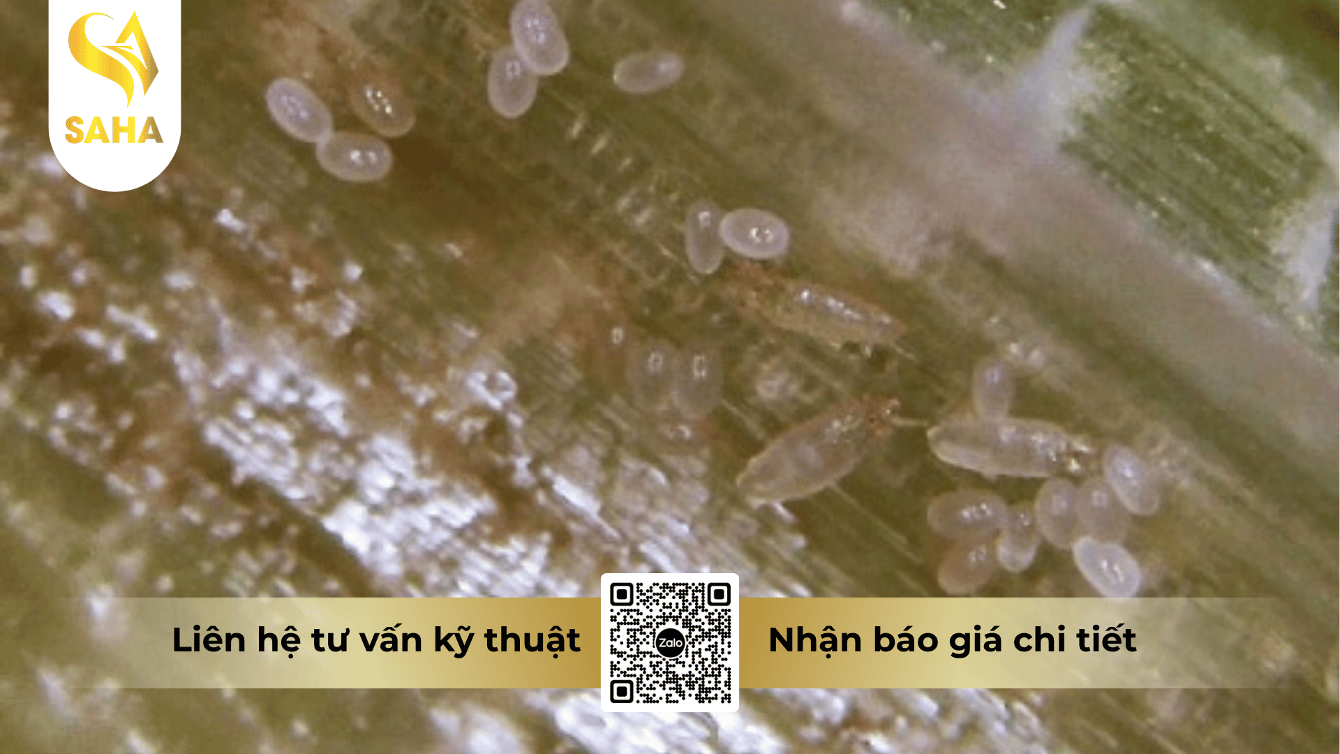 thong-tin-chung-thuoc-tru-benh-ang-clean-250sc.png