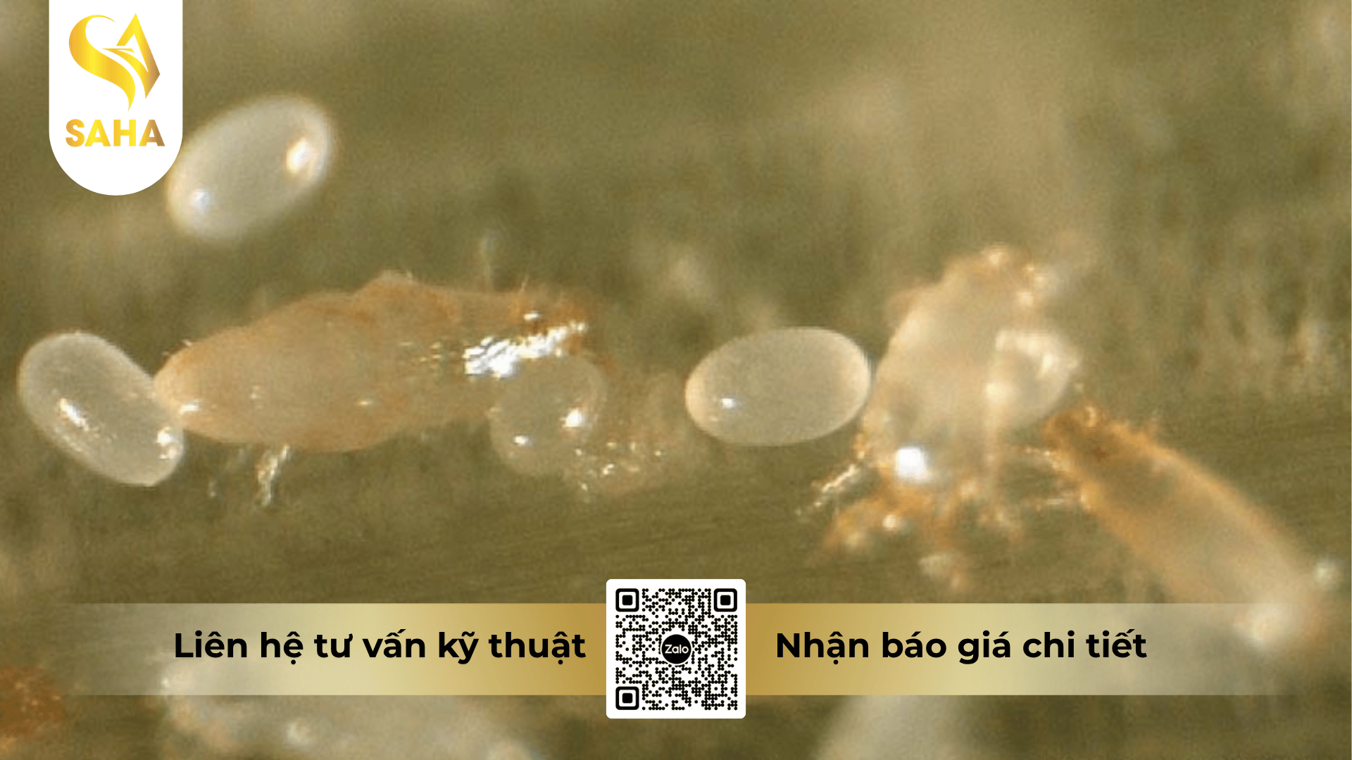 cong-dung-thuoc-tru-benh-ang-clean-250sc.png