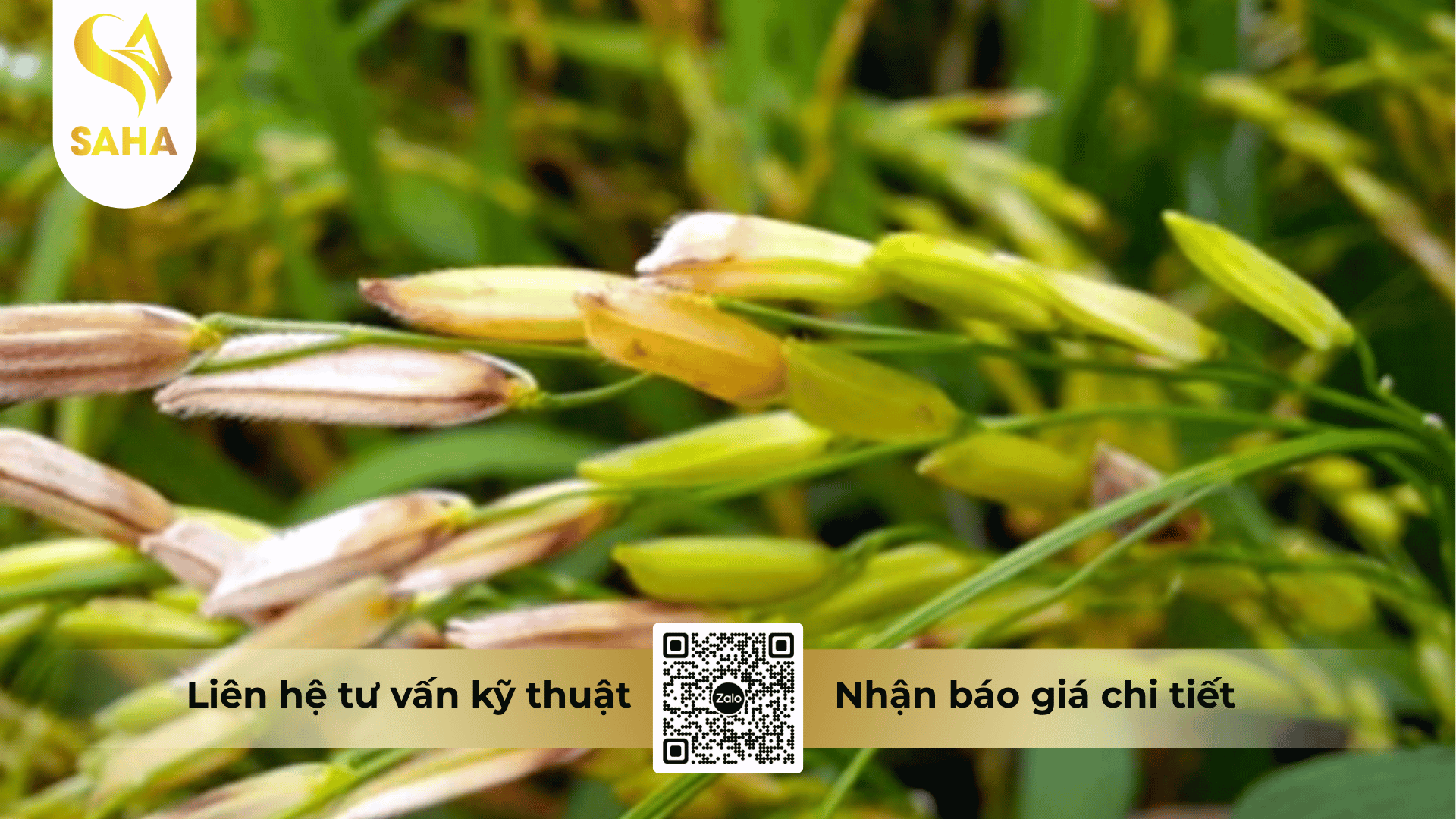 thong-tin-chung-thuoc-tru-benh-anhvinh-50sc.png