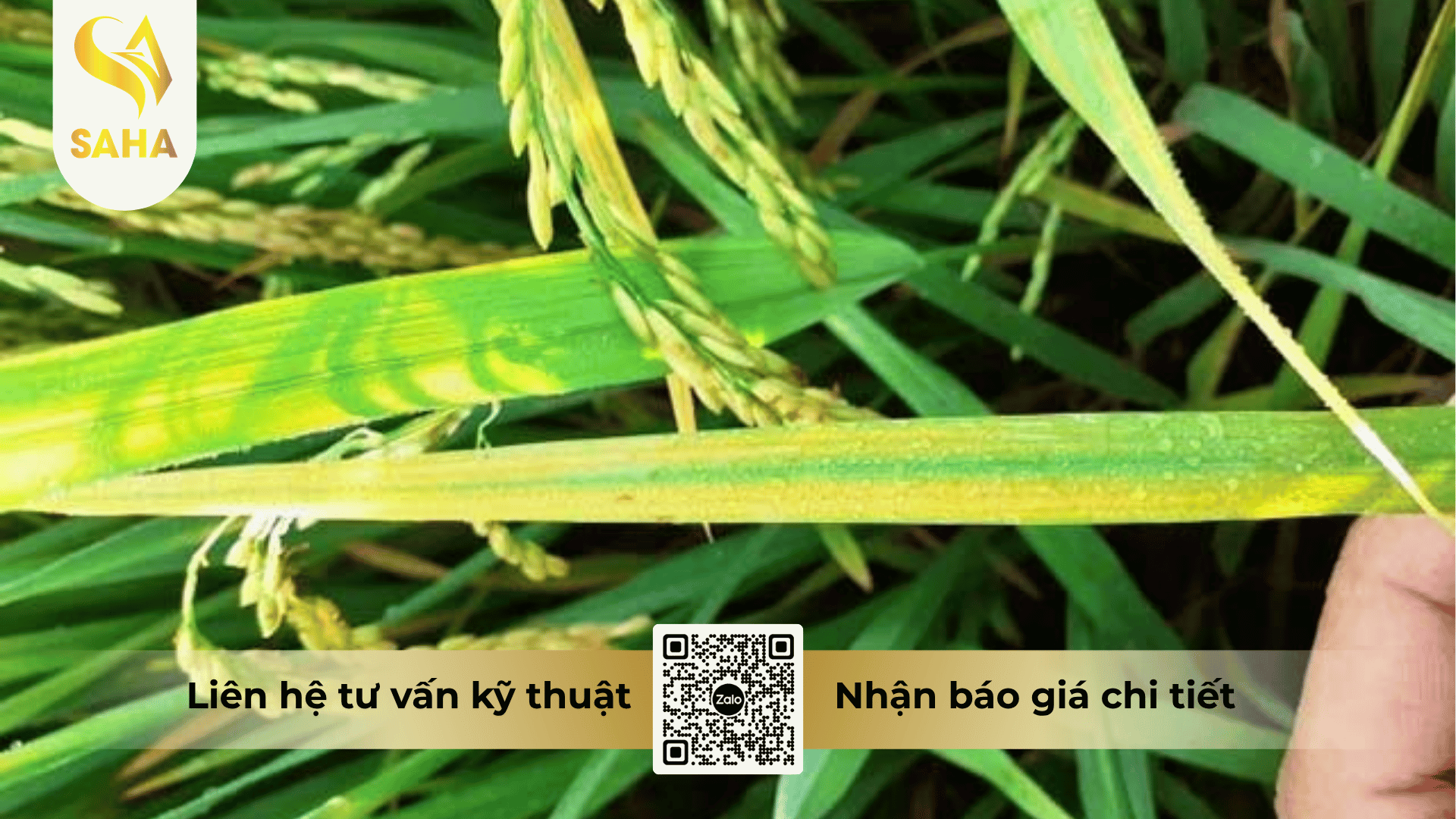 cong-dung-thuoc-tru-benh-anhvinh-50sc.png
