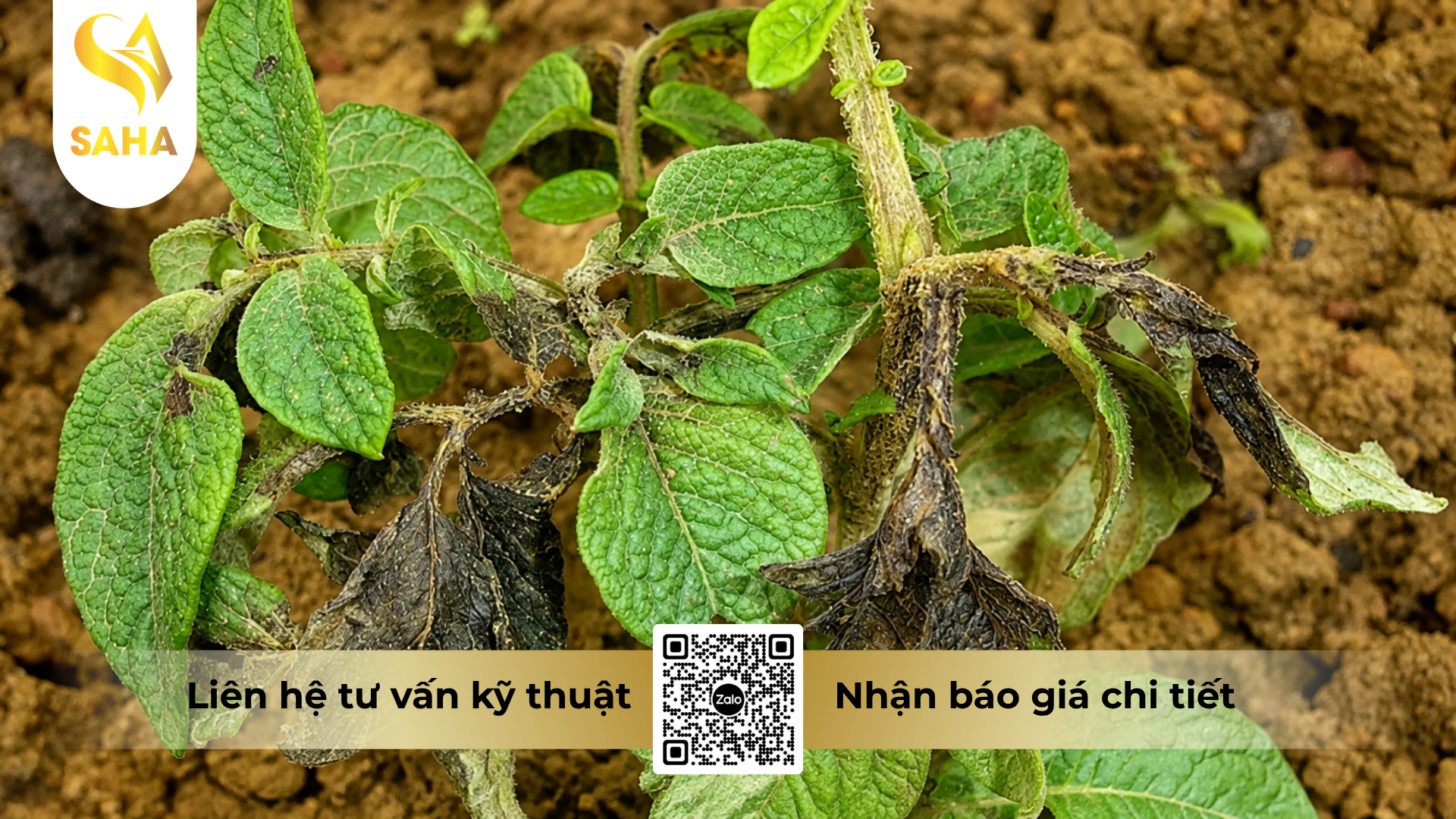 cong-dung-cua-thuoc-tru-benh-dirobin-30wg-hieu-azomorph-300.png