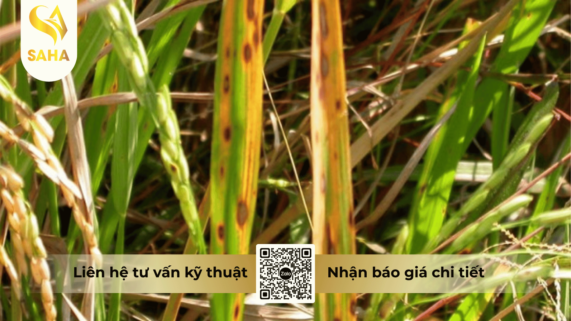 thong-tin-chung-thuoc-tru-benh-anlicin-5wp.png