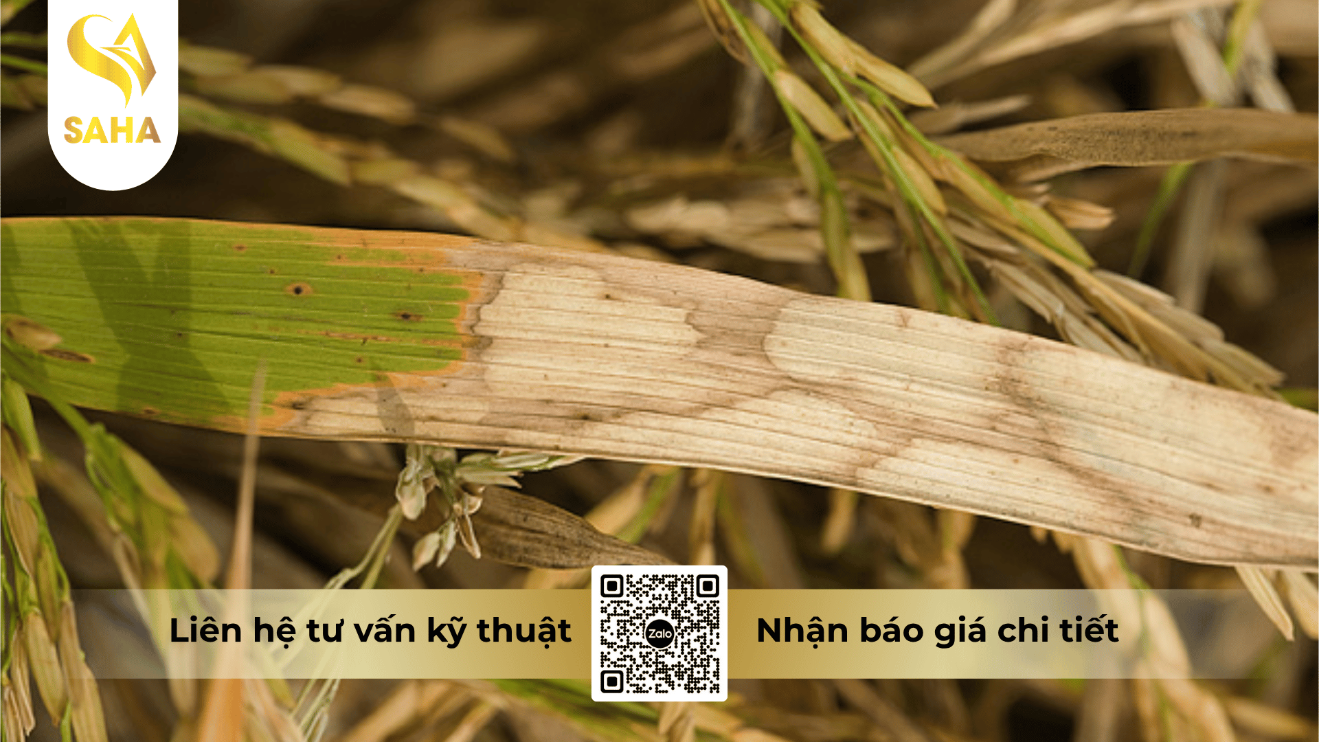 cong-dung-thuoc-tru-benh-anlicin-5wp.png