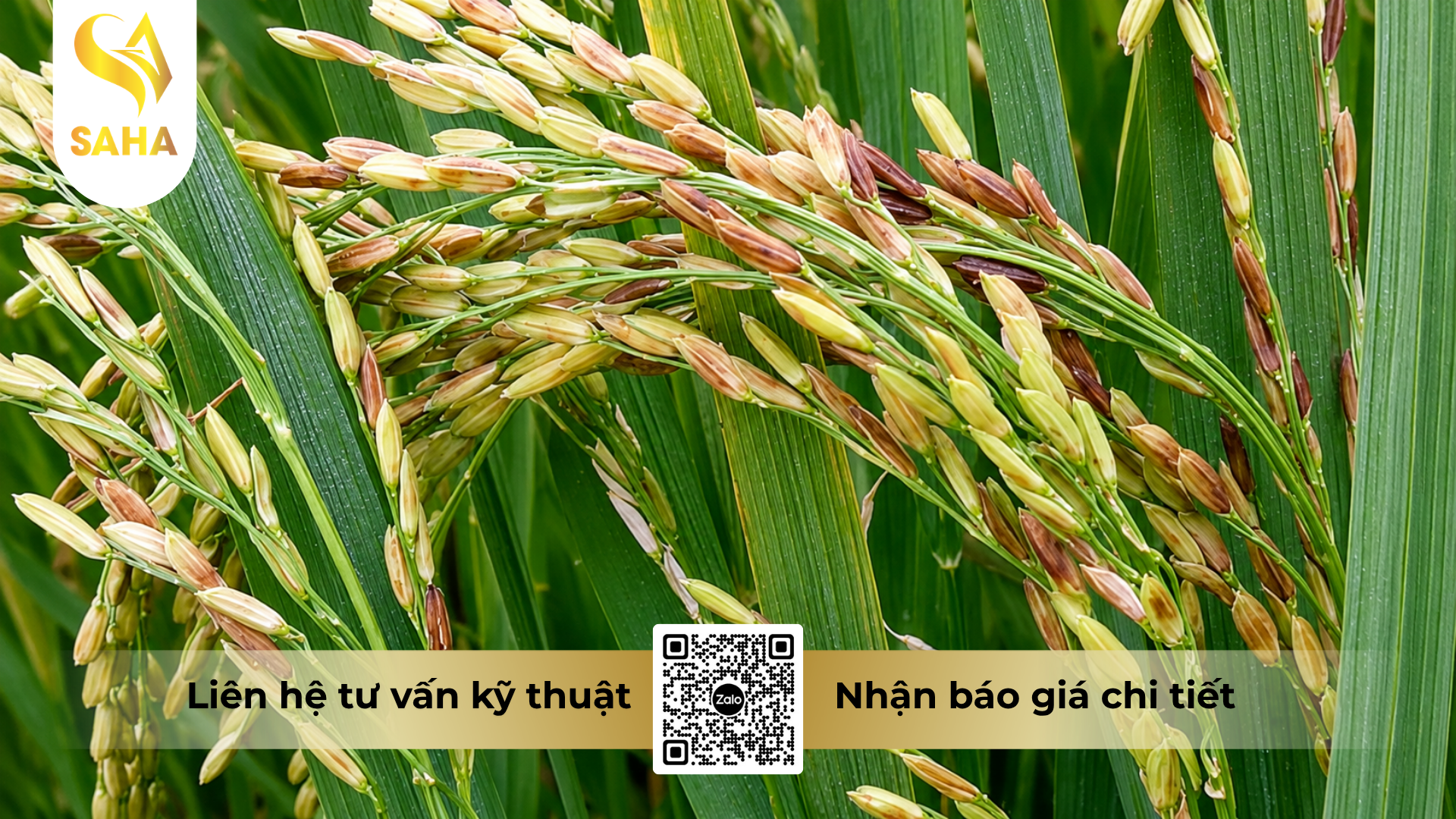 cong-dung-cua-thuoc-tru-benh-doroval-50wp.png