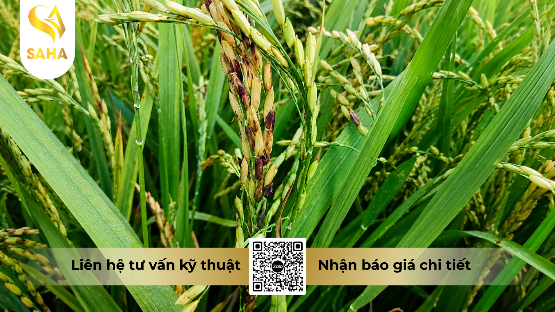 cong-dung-cua-thuoc-tru-benh-doroval-50wp-200gr.png