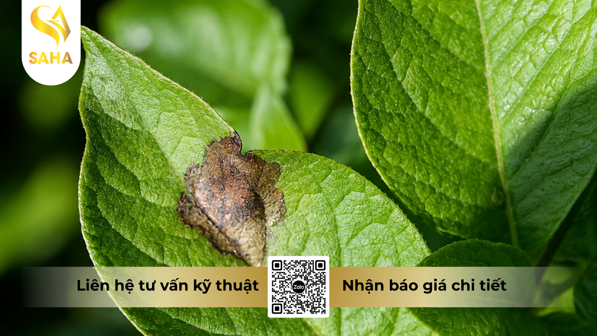cong-dung-cua-thuoc-tru-benh-dosay-45wp-hieu-linsay-450.png