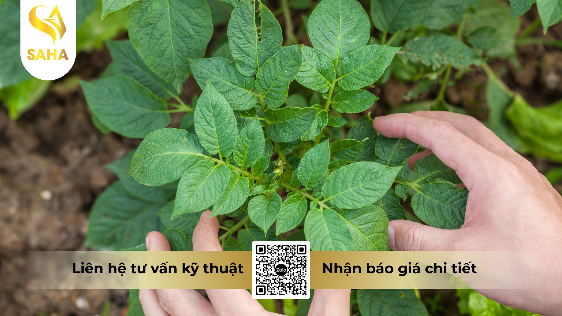 cau-hoi-thuong-gap-ve-thuoc-tru-benh-dosay-45wp-hieu-linsay-450.png