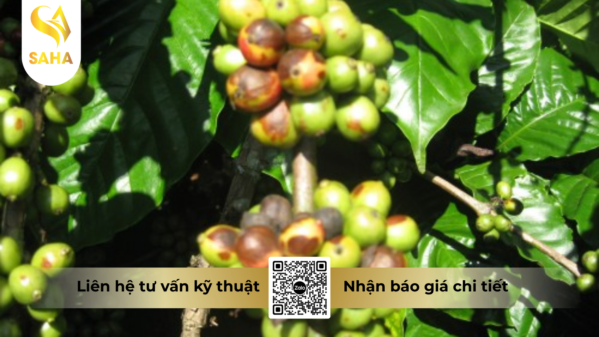 cong-dung-cua-thuoc-tru-benh-extra-gold-70wp-hieu-sanfungi-1kg.png