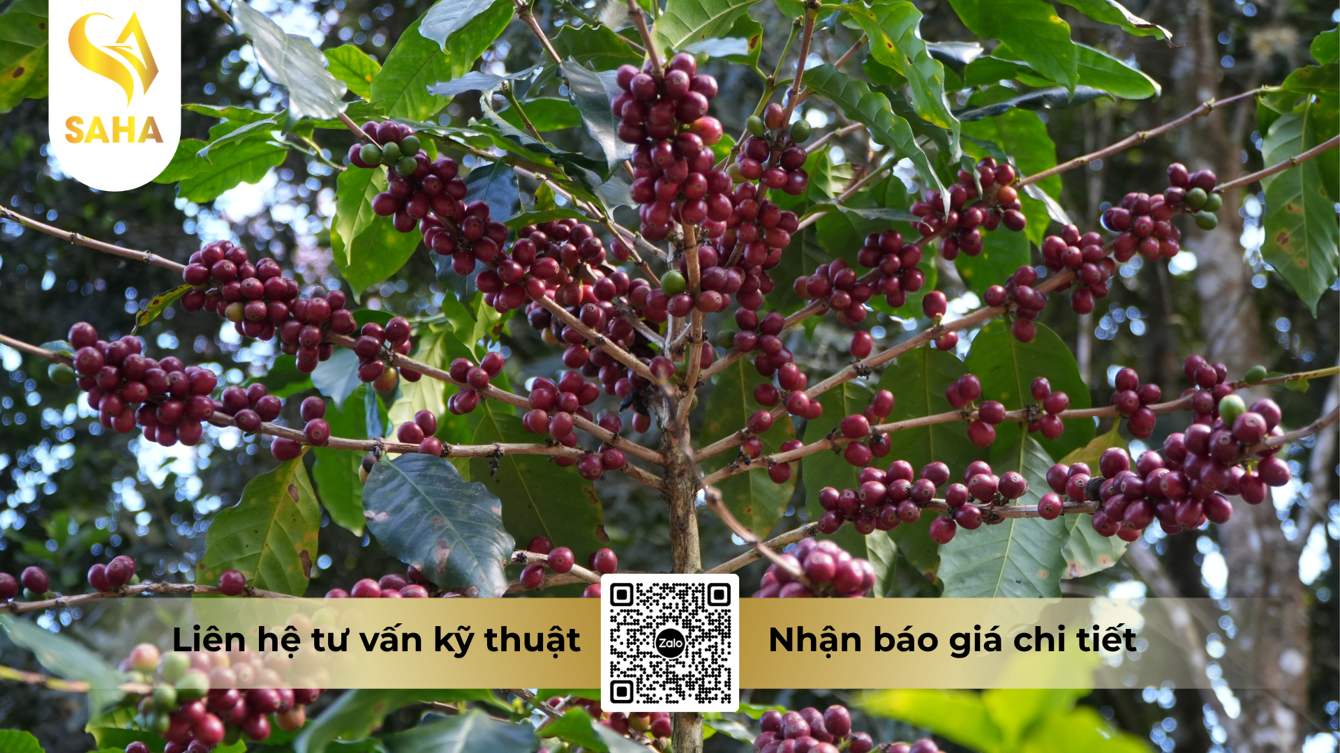 cau-hoi-thuong-gap-ve-thuoc-tru-benh-fortazeb-72wp-hieu-ha-ha-bul-72.png