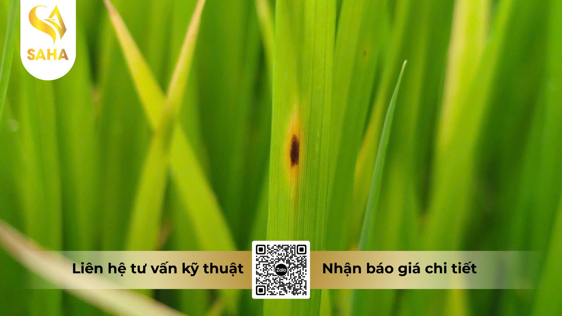 cong-dung-cua-thuoc-tru-benh-forthane-80wp-mancozeb-80.png