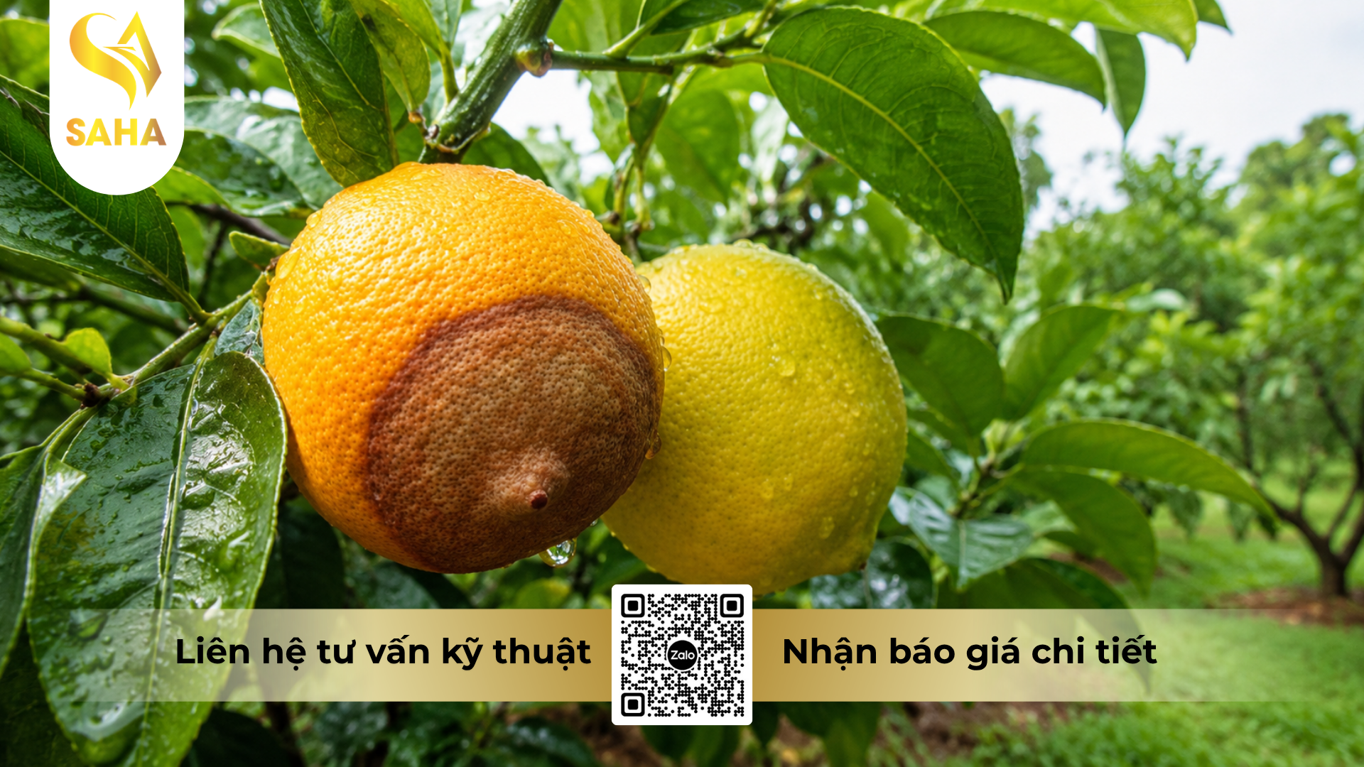 cong-dung-cua-thuoc-tru-benh-forthane-80wp-hieu-man-vang-co-gai-nhat.png