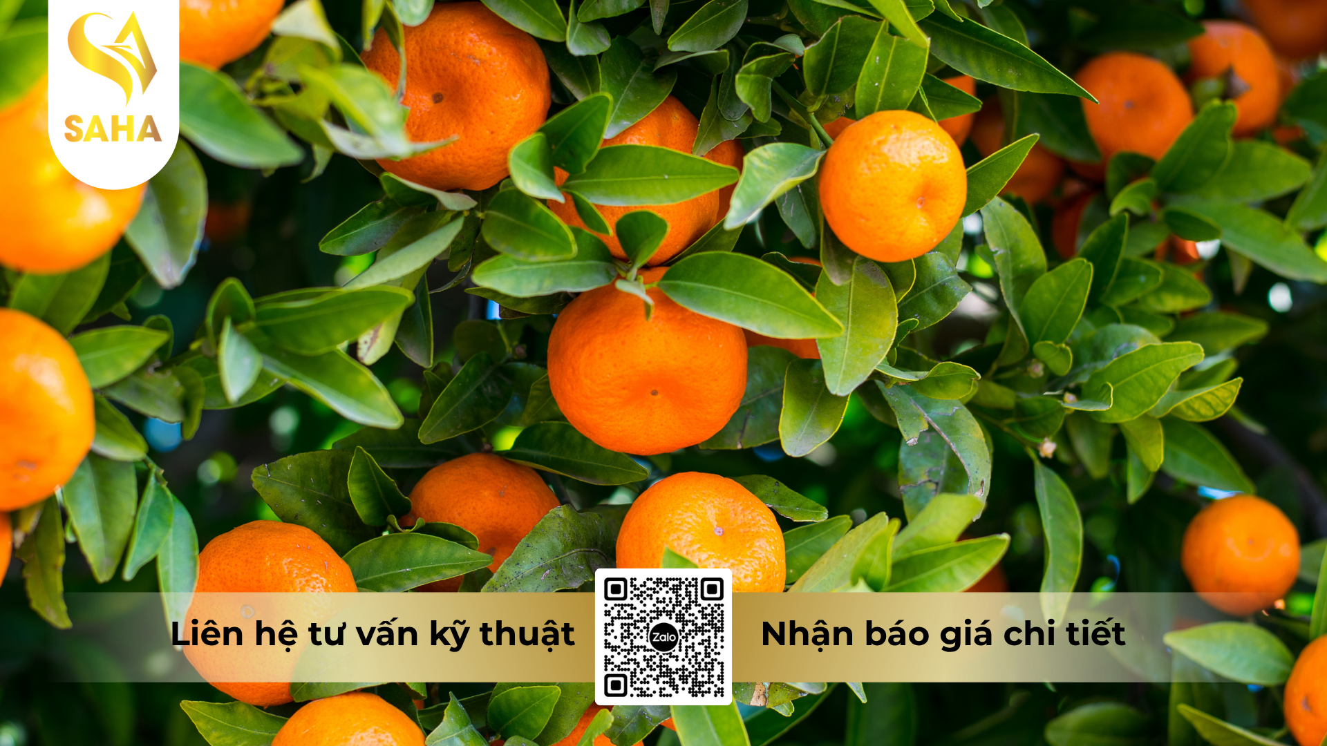 cau-hoi-thuong-gap-ve-thuoc-tru-benh-forthane-80wp-hieu-man-vang-co-gai-nhat.png