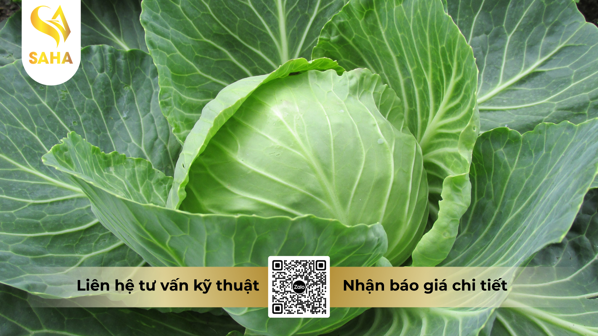 cau-hoi-thuong-gap-ve-thuoc-tru-benh-forthane-80wp-hieu-mancozeb-blue.png