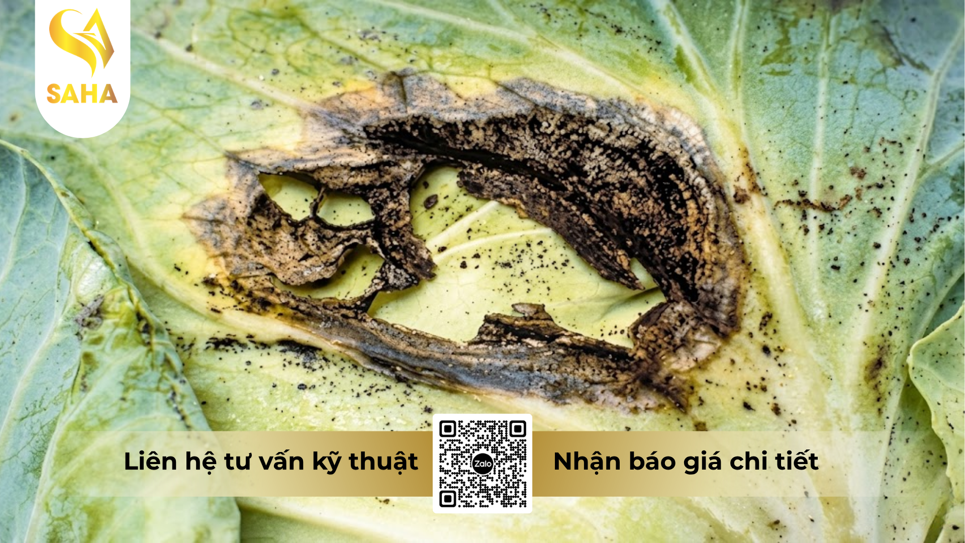 cong-dung-cua-thuoc-tru-benh-forthane-80wp-hieu-mancozeb-blue.png