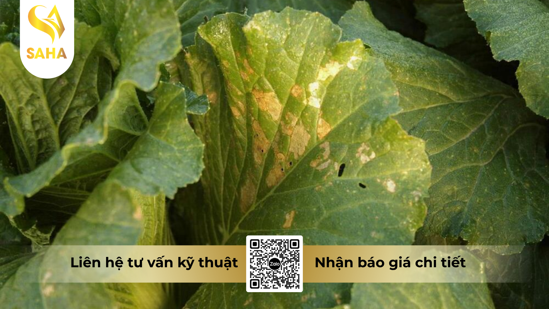 cong-dung-cua-thuoc-tru-benh-forthane-80wp-hieu-mancozeb-blue-1kg.png