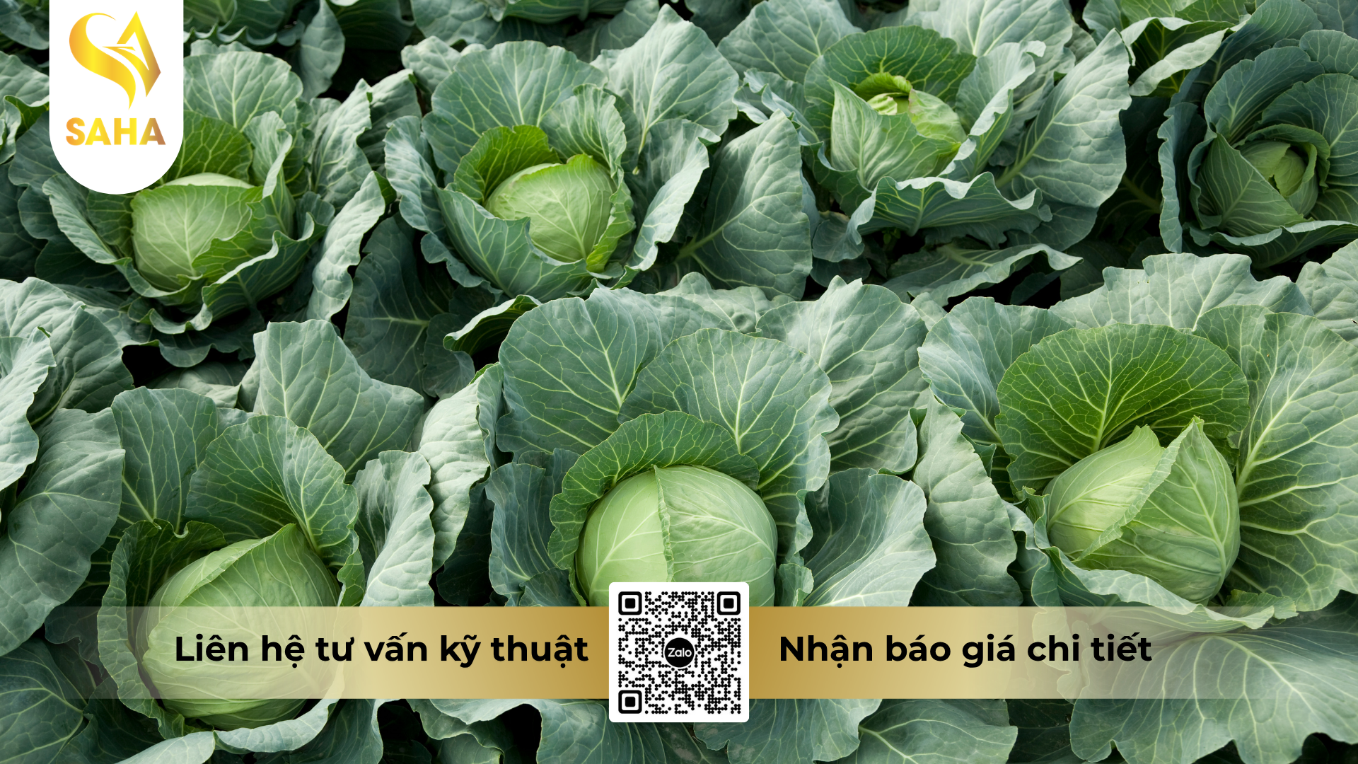 cau-hoi-thuong-gap-ve-thuoc-tru-benh-forthane-80wp-hieu-mancozeb-blue-1kg.png