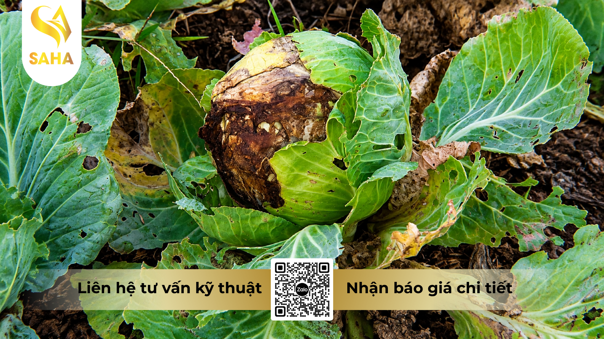 cong-dung-cua-thuoc-tru-benh-forthane-80wp-hieu-mancozeb-gold.png