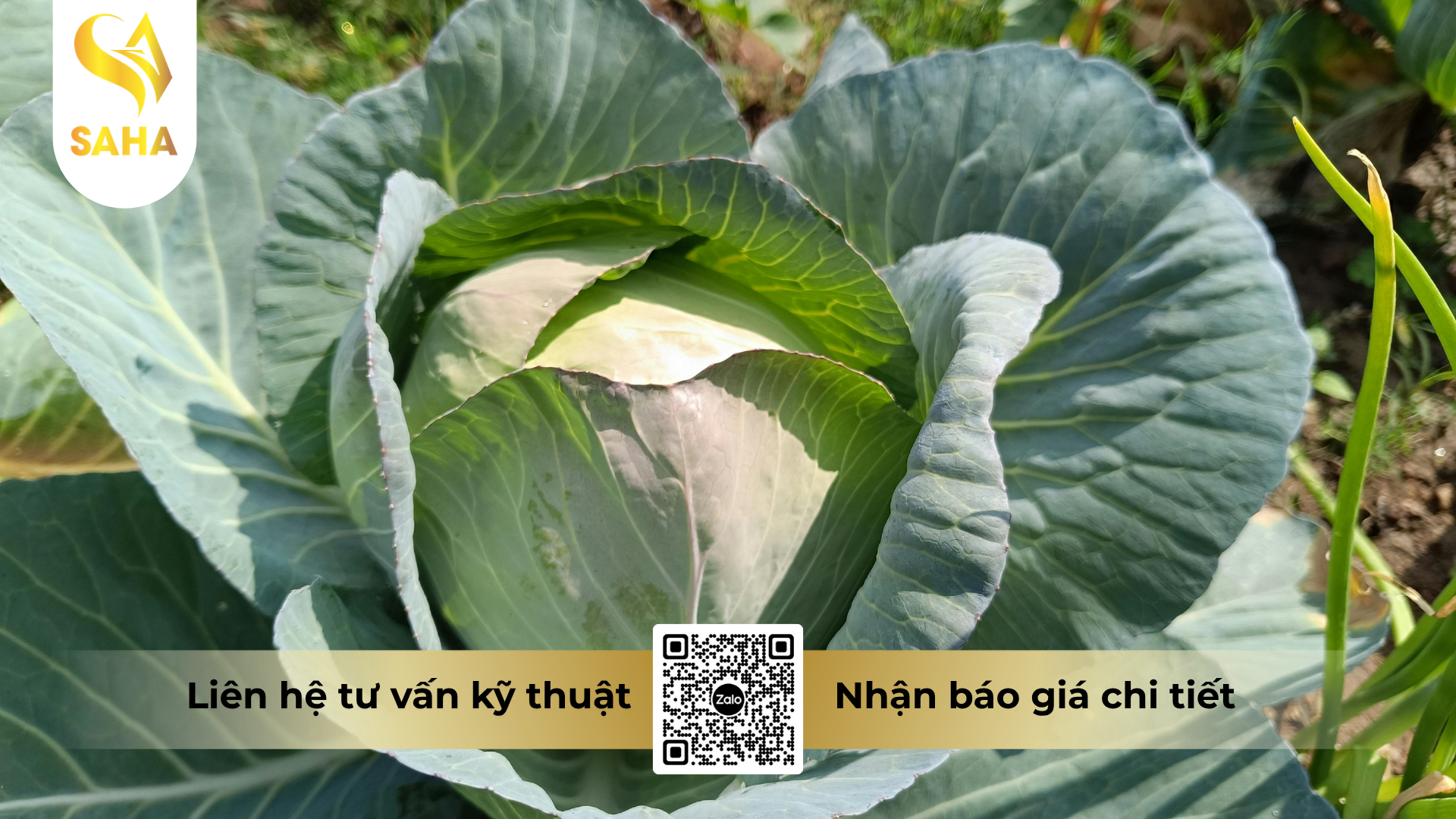 cau-hoi-thuong-gap-ve-thuoc-tru-benh-forthane-80wp-hieu-mancozeb-gold.png