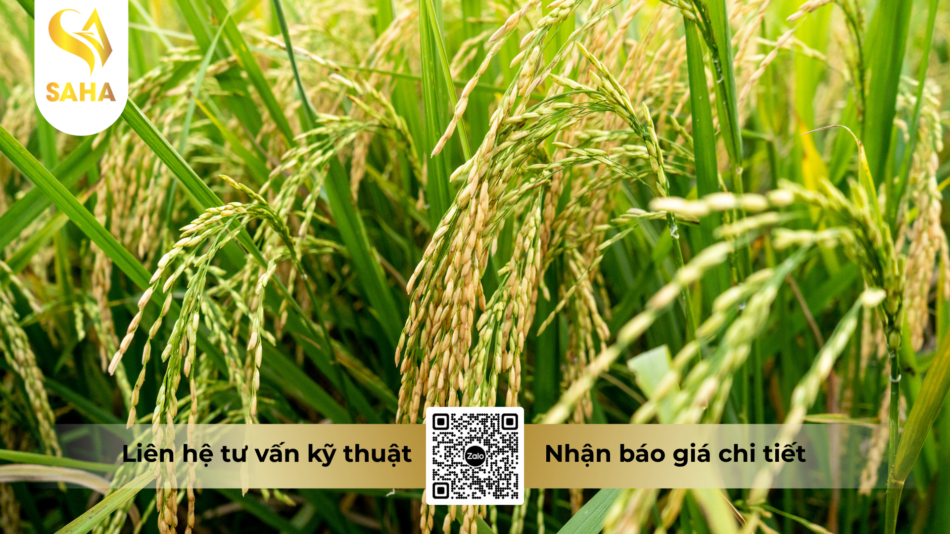 cau-hoi-thuong-gap-ve-thuoc-tru-benh-fovathane-80wp-hieu-mancozeb-xanh.png
