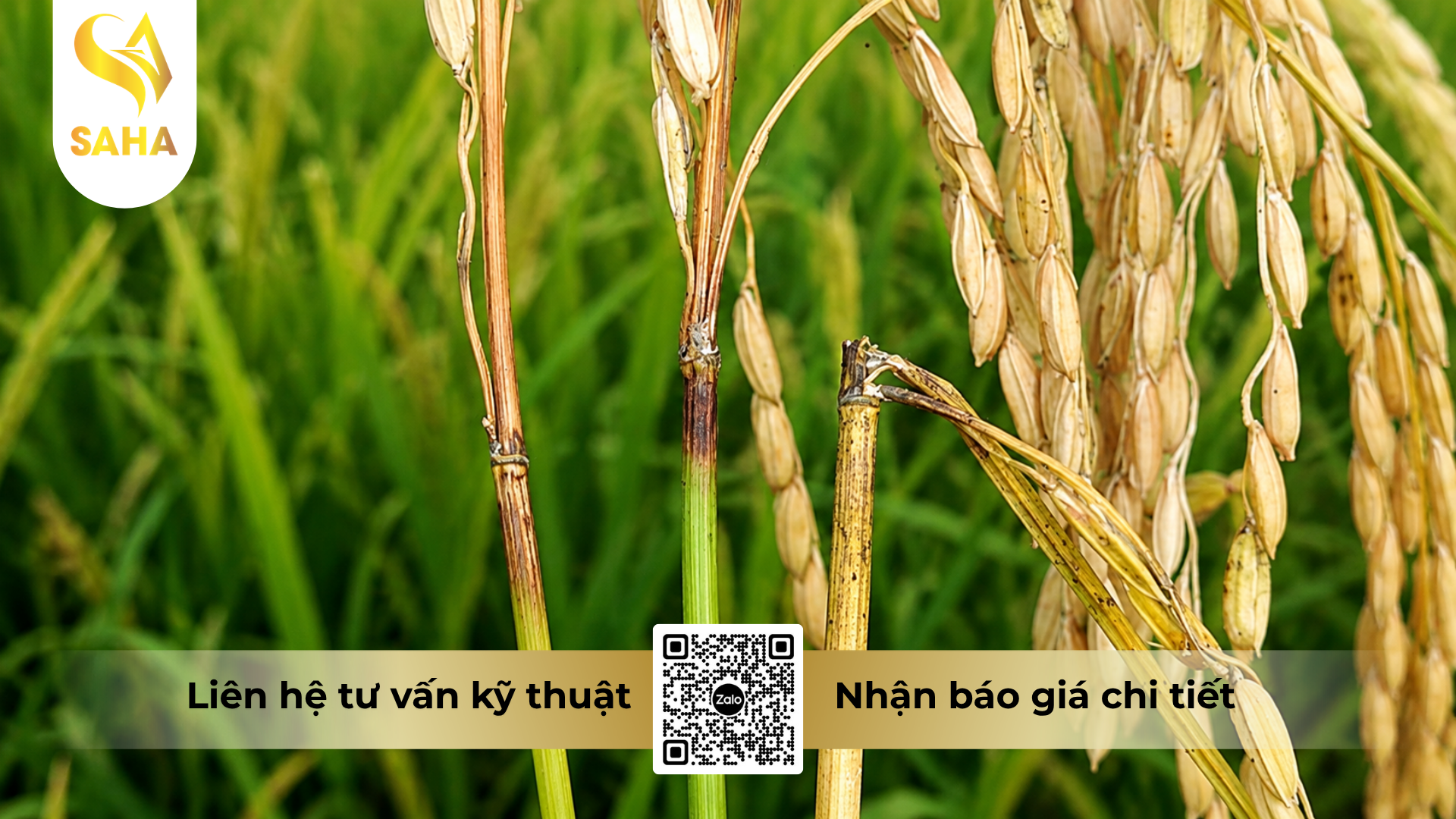 cong-dung-cua-thuoc-tru-benh-javizole-777wp-hieu-bumsuper-777.png