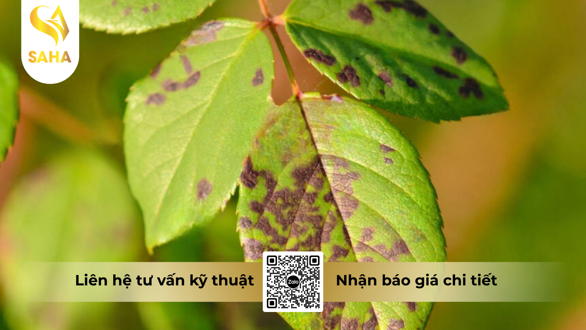 cong-dung-cua-phải là thuoc-tru-benh-kanras-72wp-hieu-m8-xanh.png